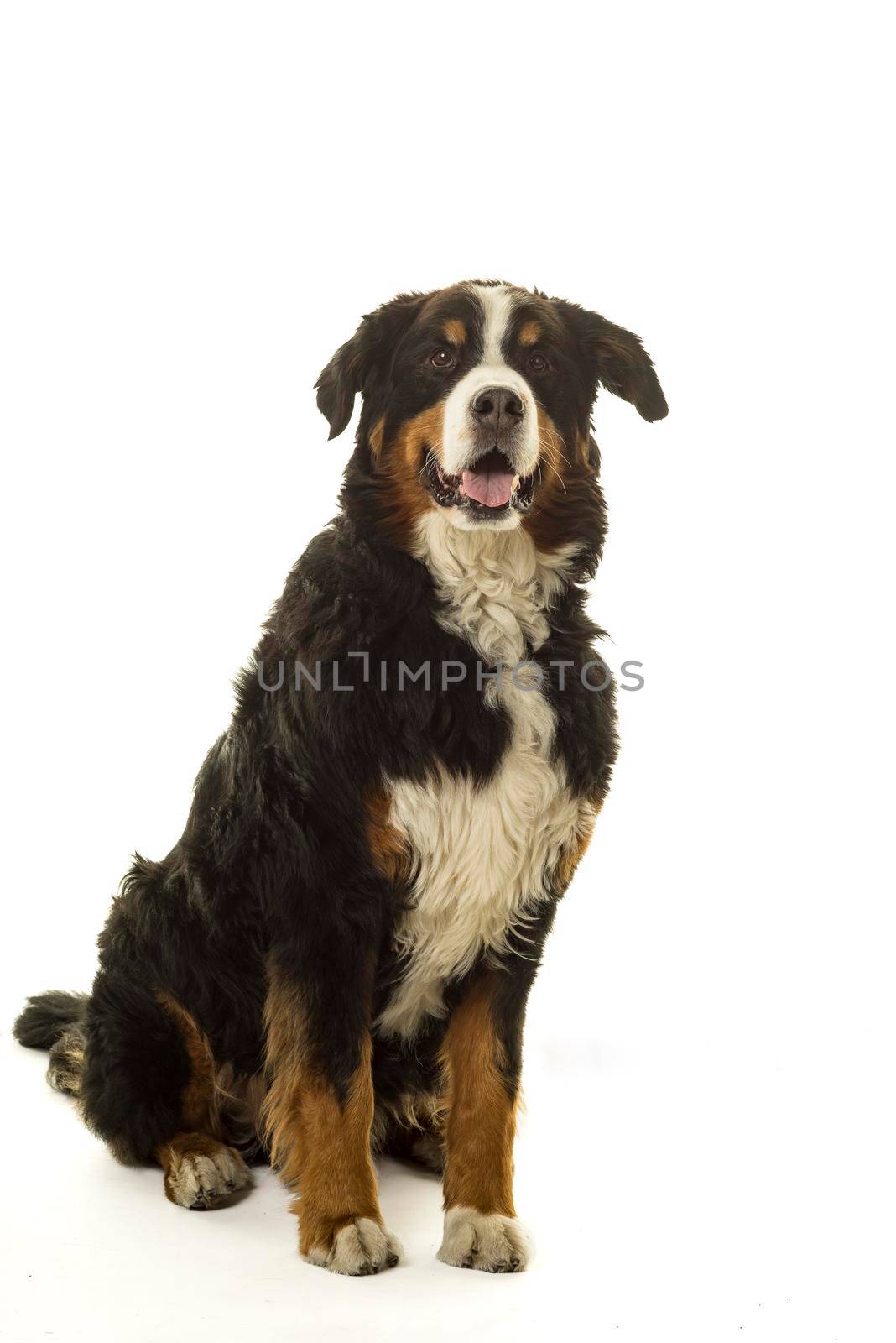 Bernese Mountain Dog (Berner Sennenhund) in studio with white background by LeoniekvanderVliet