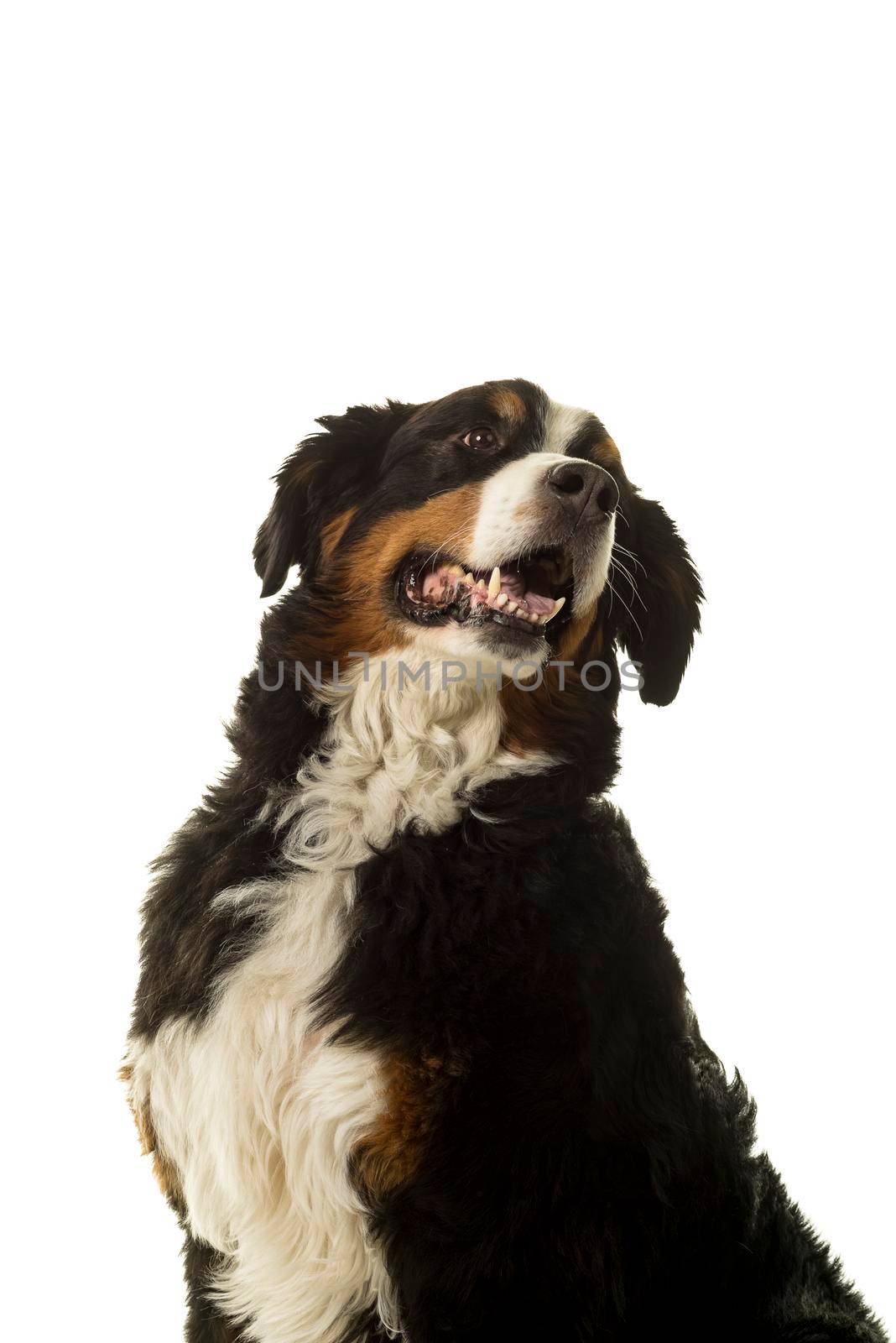 Bernese Mountain Dog (Berner Sennenhund) in studio with white background by LeoniekvanderVliet