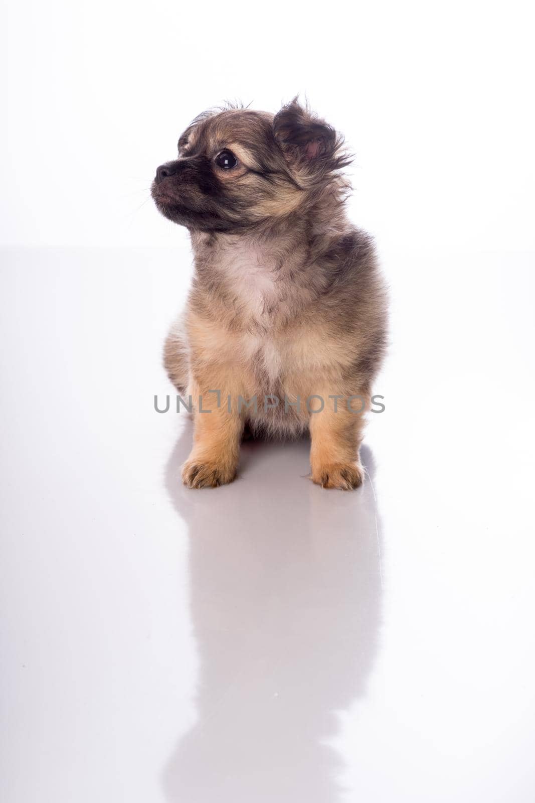 Cute little chihuahua puppy isolated in white background by LeoniekvanderVliet