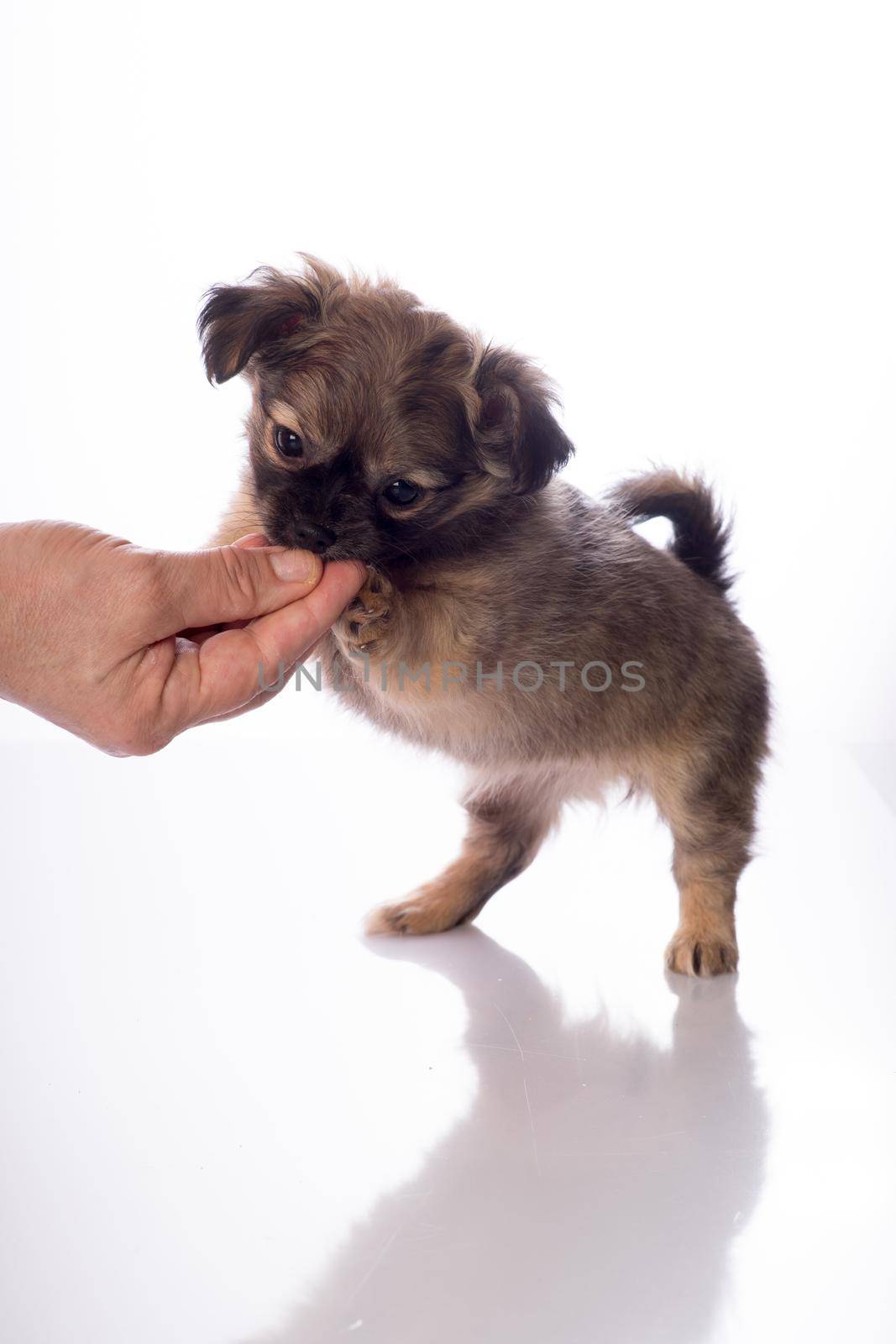 Cute little chihuahua puppy isolated in white background being fed by human hand by LeoniekvanderVliet