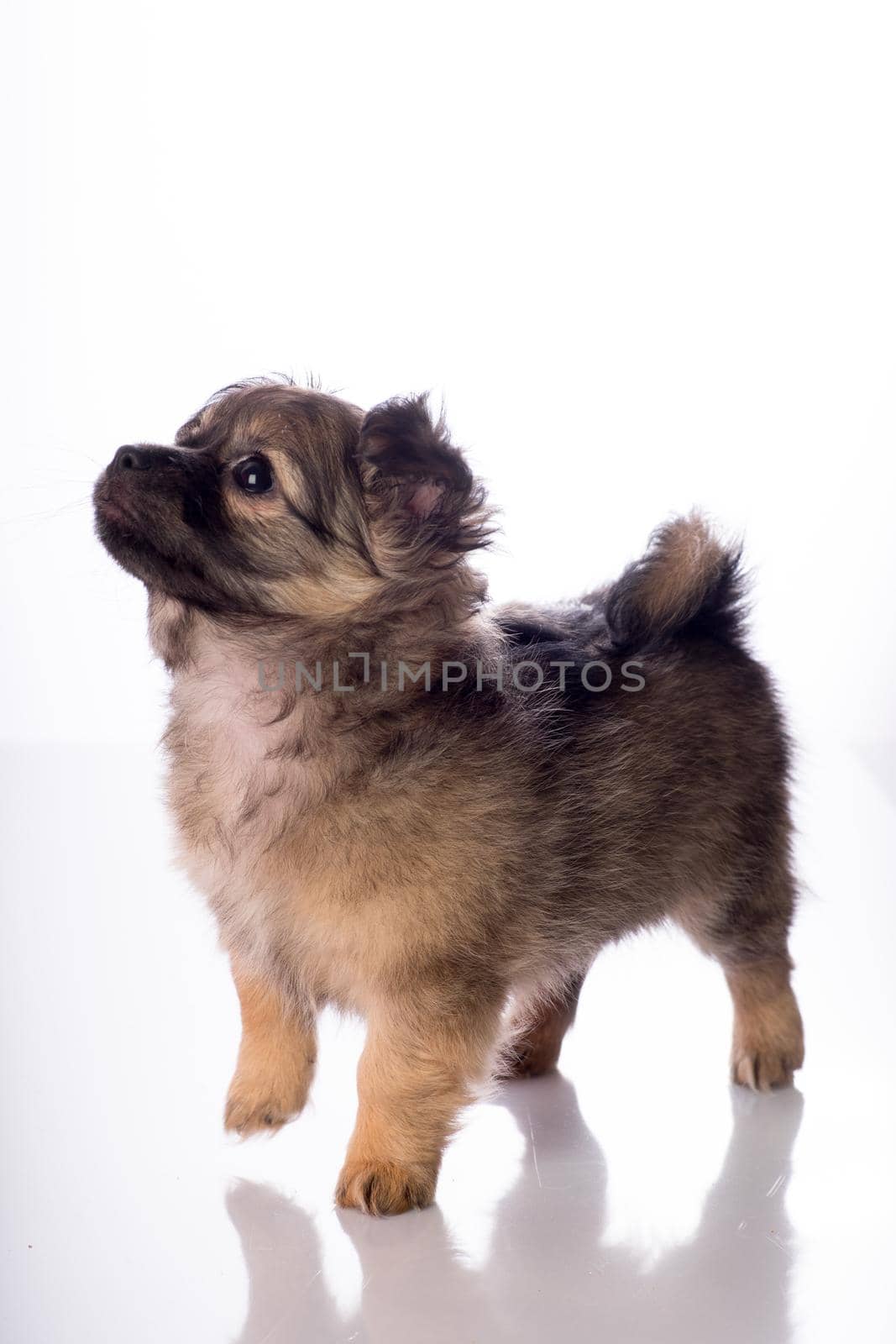 Cute little chihuahua puppy isolated in white background