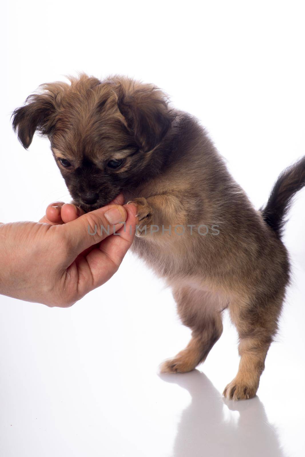 Cute little chihuahua puppy isolated in white background being fed by human hand by LeoniekvanderVliet