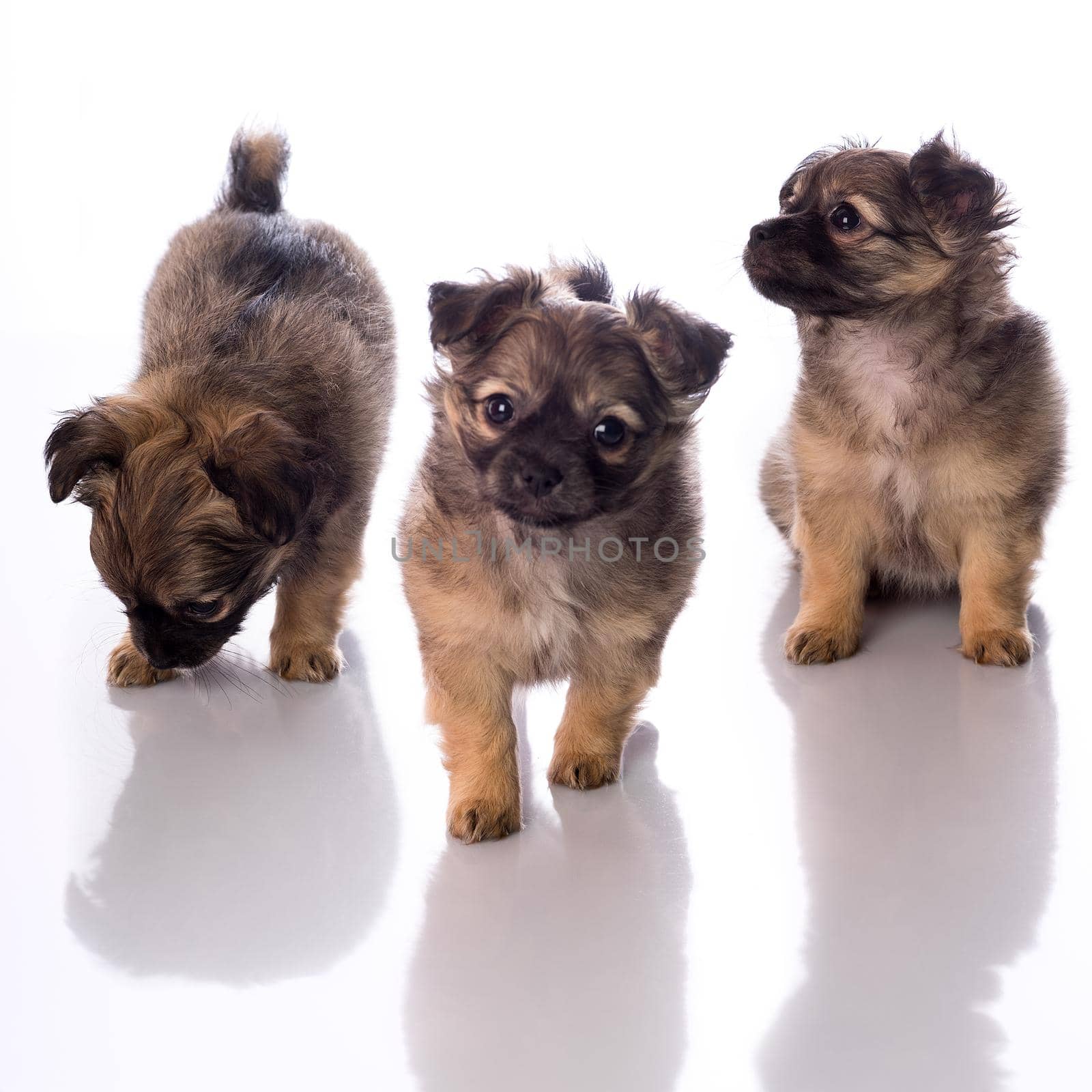 Cute little chihuahua puppy isolated in white background