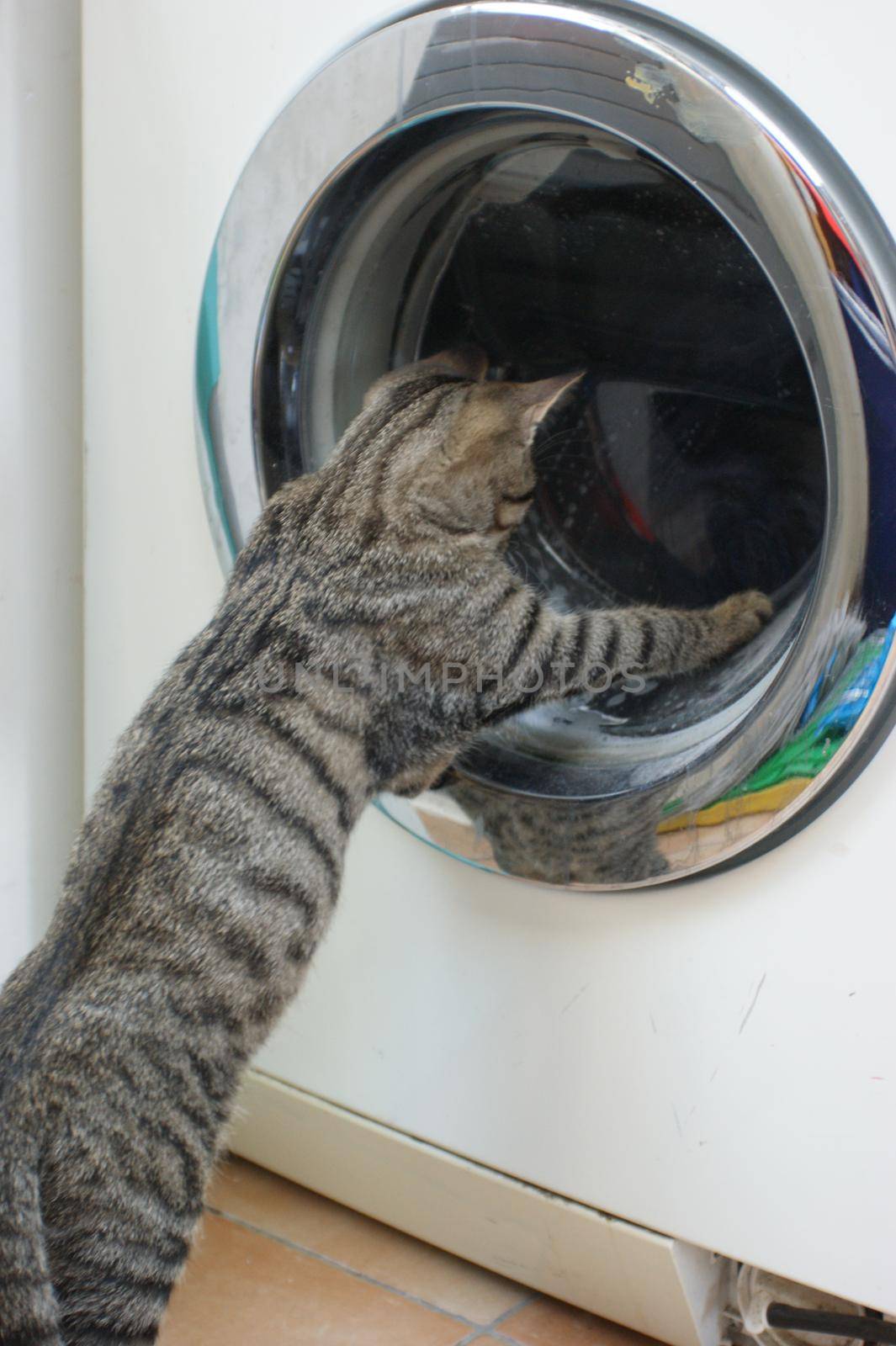 Curious tabby cat kitten playing with the tumbling laundry in the washingmachine by LeoniekvanderVliet