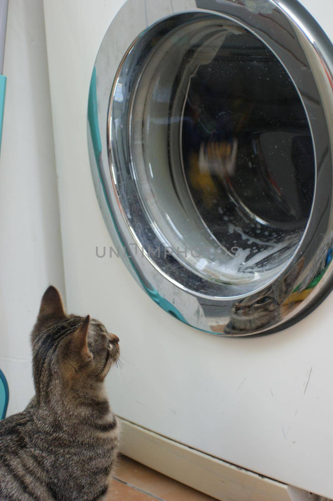 Curious tabby cat kitten playing with the tumbling laundry in the washingmachine