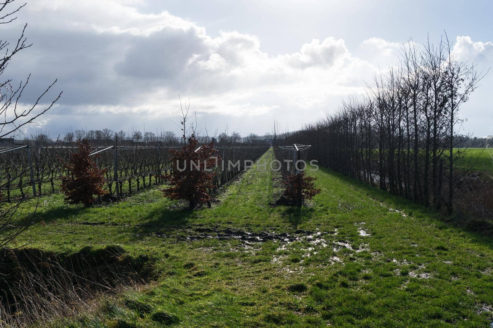 Modern orchard with bare fruittrees in rows during a cold and rainy winter morning by LeoniekvanderVliet