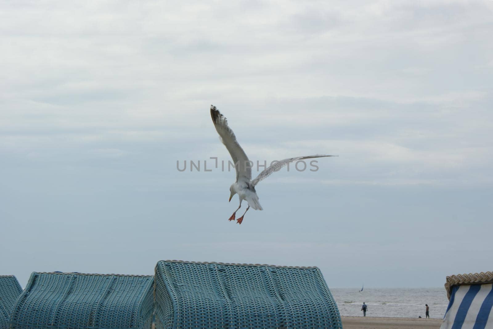 Seagull trying to land on a rotan beach chair on a cloudy day