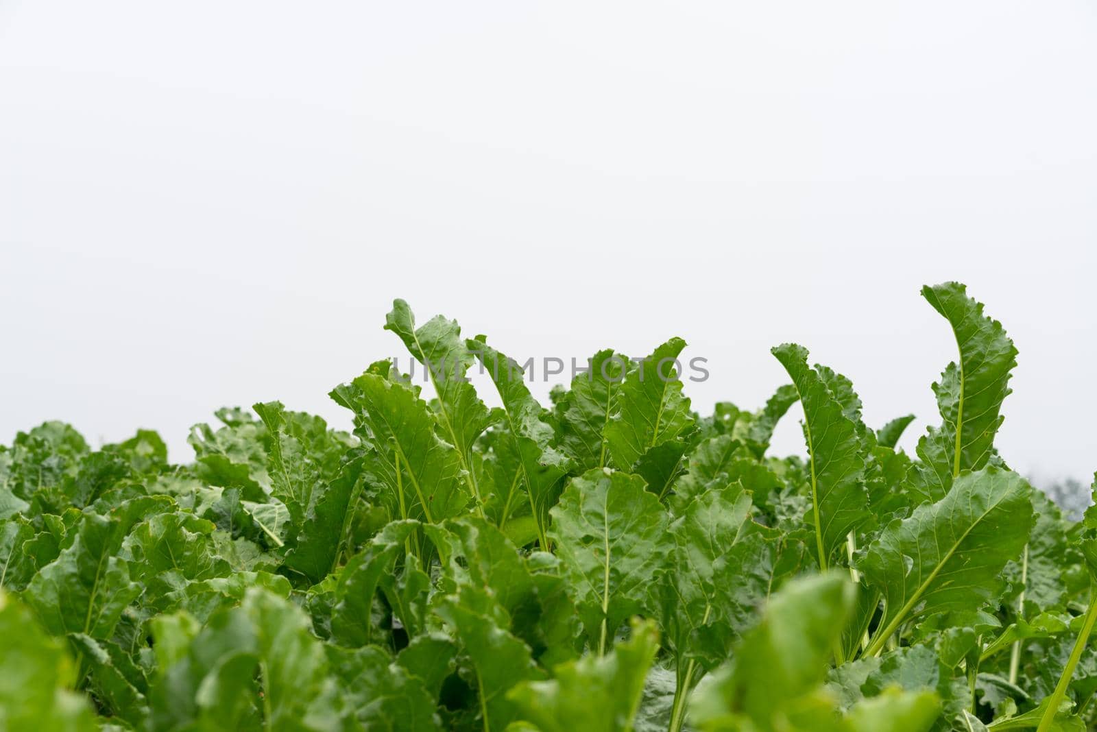 Leafs of mature sugar beet crop on arable land ready fot harvest with a clear white sky by LeoniekvanderVliet