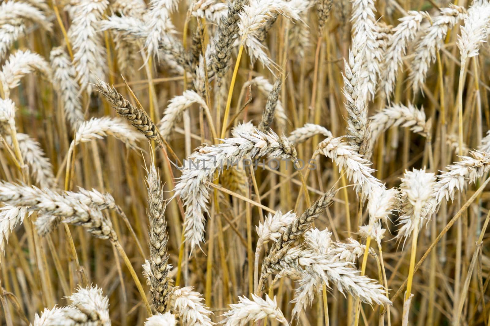 Close up of ripe wheat in a field with stems by LeoniekvanderVliet