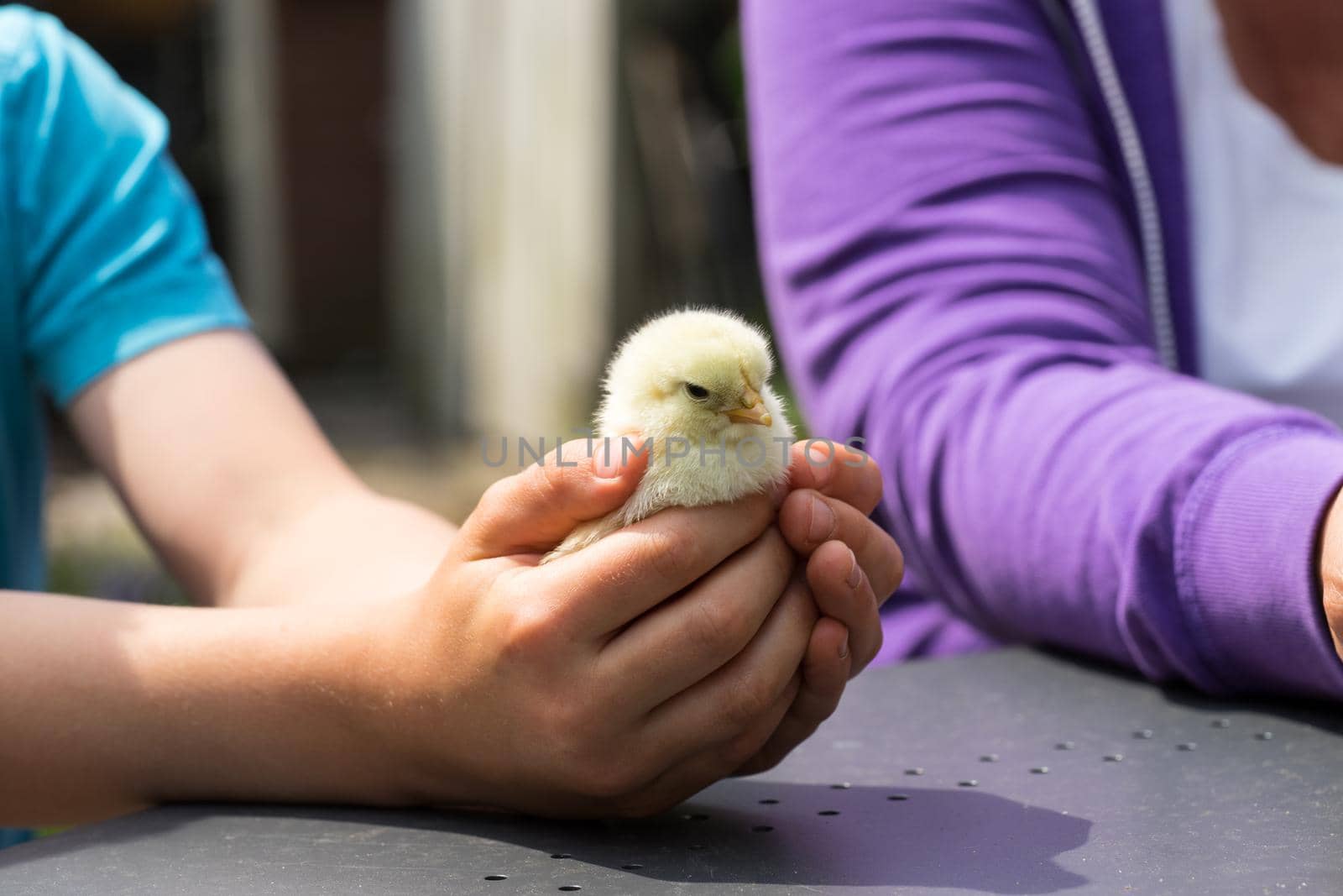 Yellow chick in hands of a boy on a table by LeoniekvanderVliet