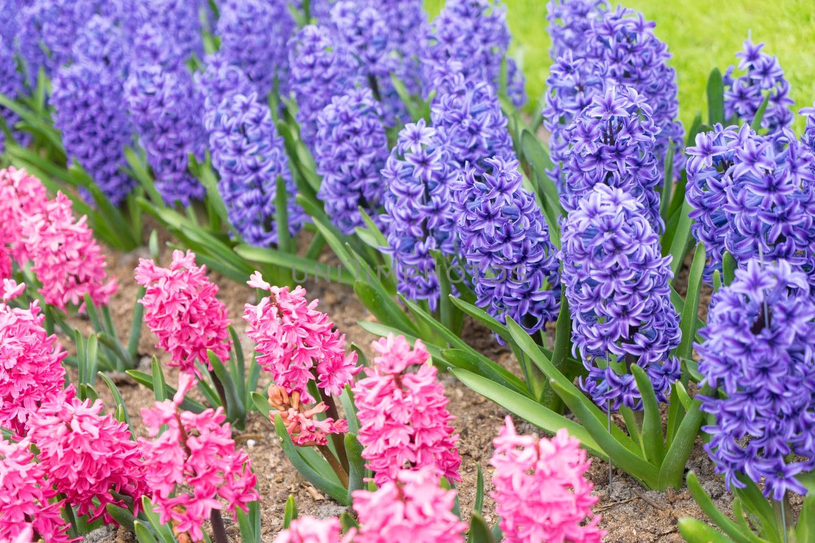 Blooming pink and purple flowers of hyacinth in a spring garden in The Keukenhof in The Netherlands by LeoniekvanderVliet