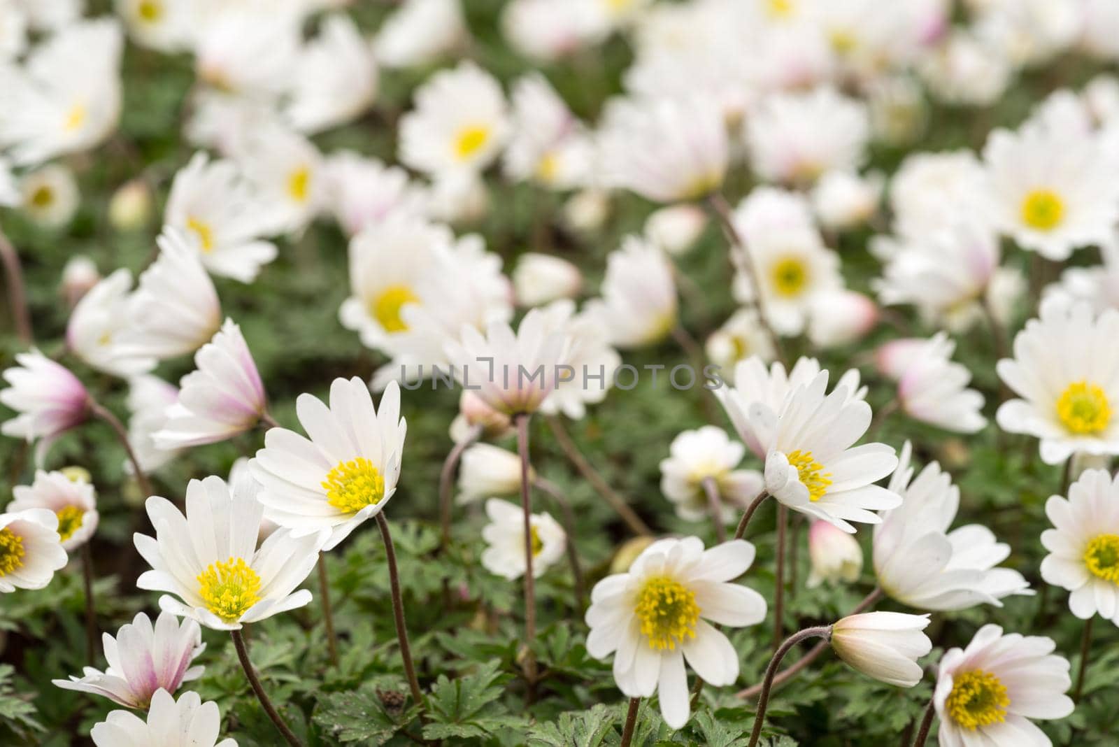 Flower bed with wood anemone flowers (anemone nemorosa) in a spring garden Keukenhof Netherlands