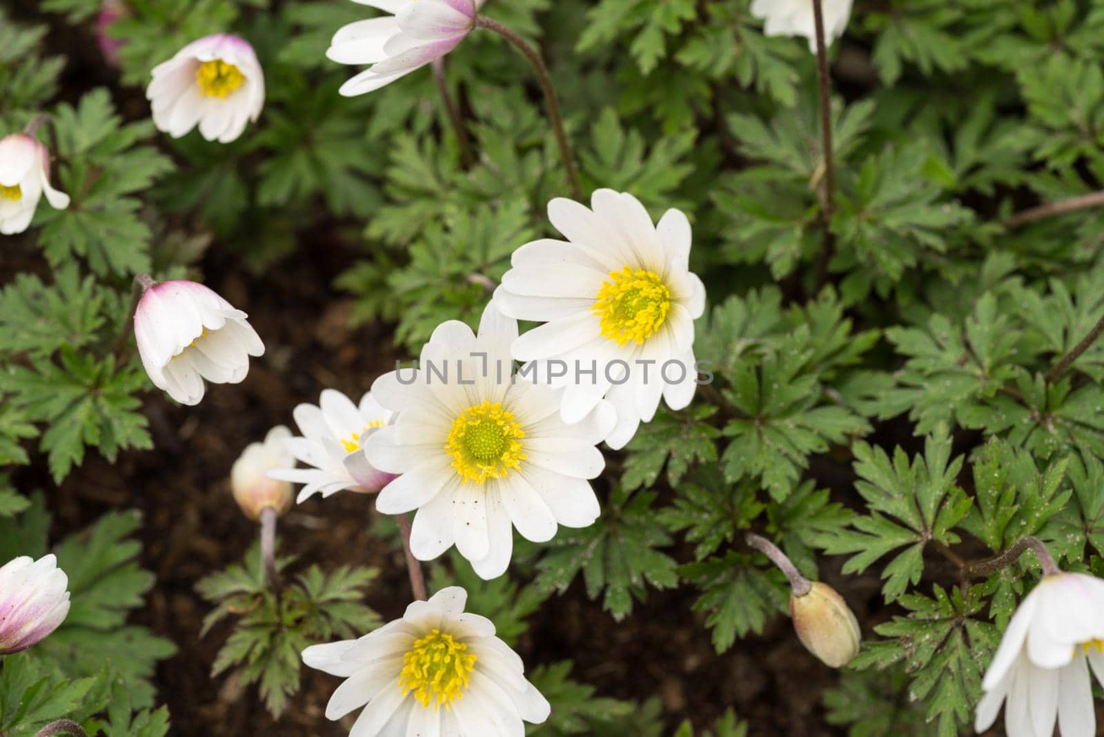 Flower bed with wood anemone flowers (anemone nemorosa) in a spring garden Keukenhof Netherlands