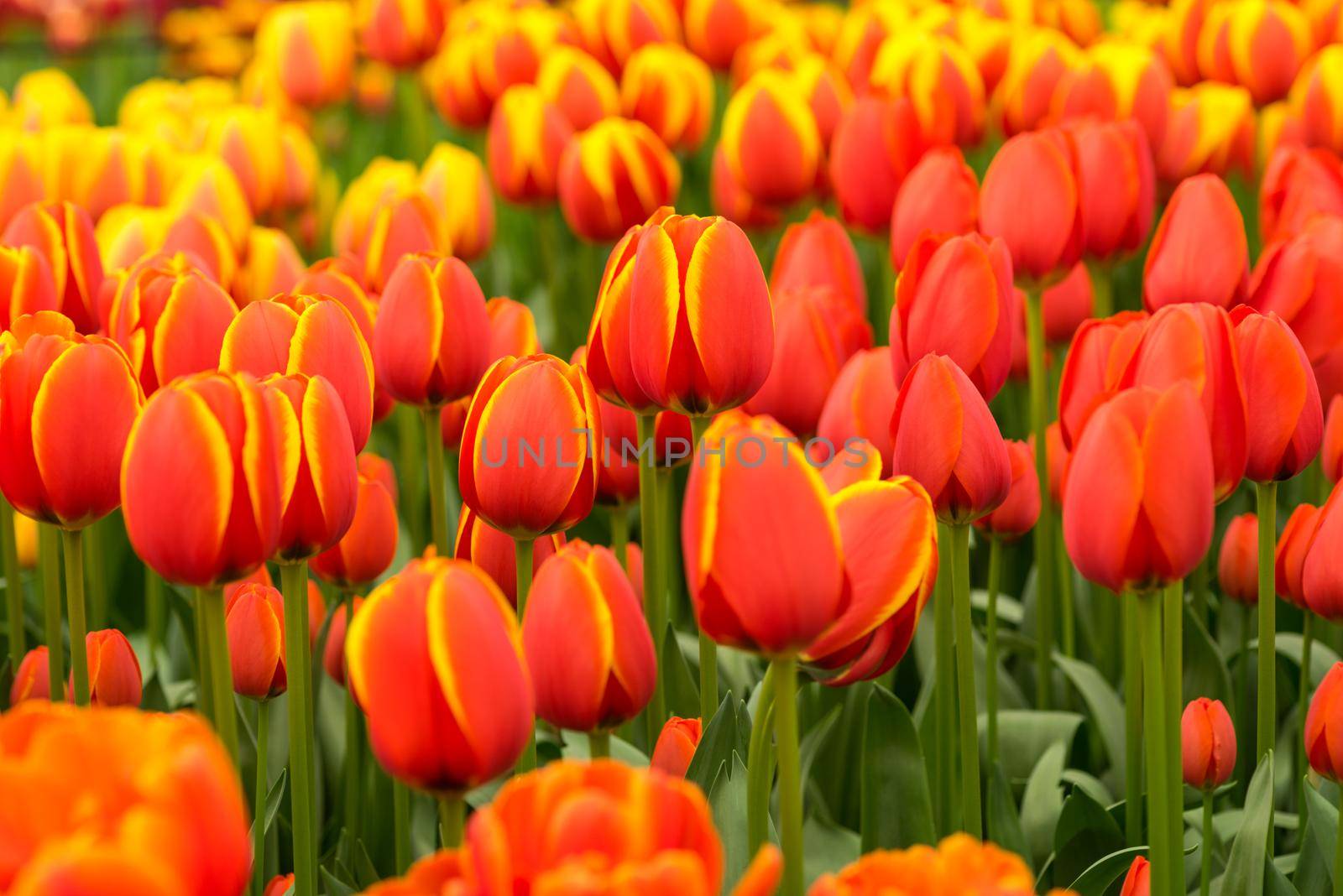 Field of red and yellow tulips  with other tulips in the background on a sunny day full frame