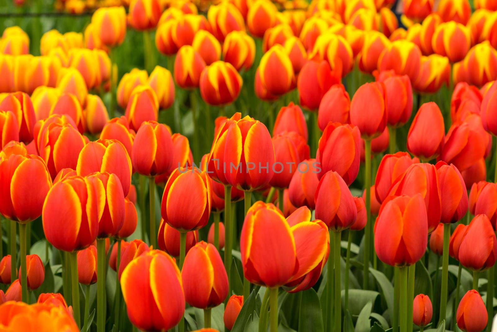 Field of red and yellow tulips  with other tulips in the background on a sunny day full frame