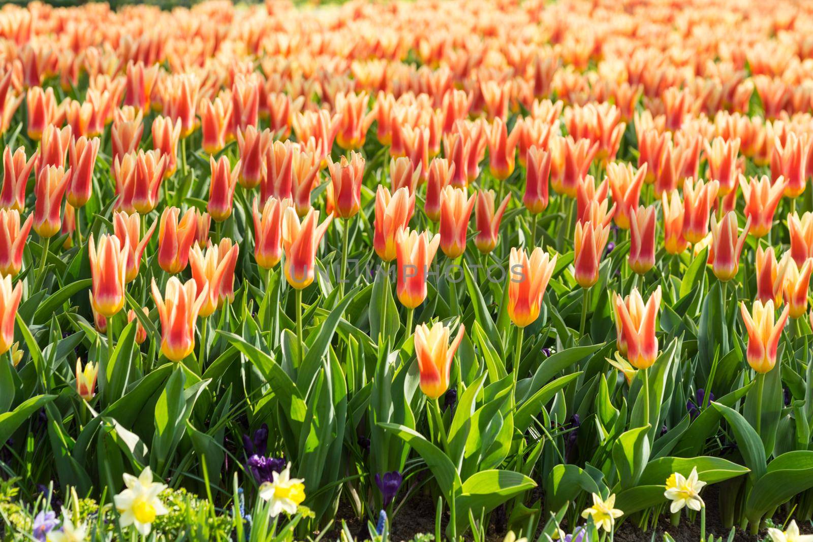 Field of red and yellow tulips with other tulips in the background on a sunny day full frame