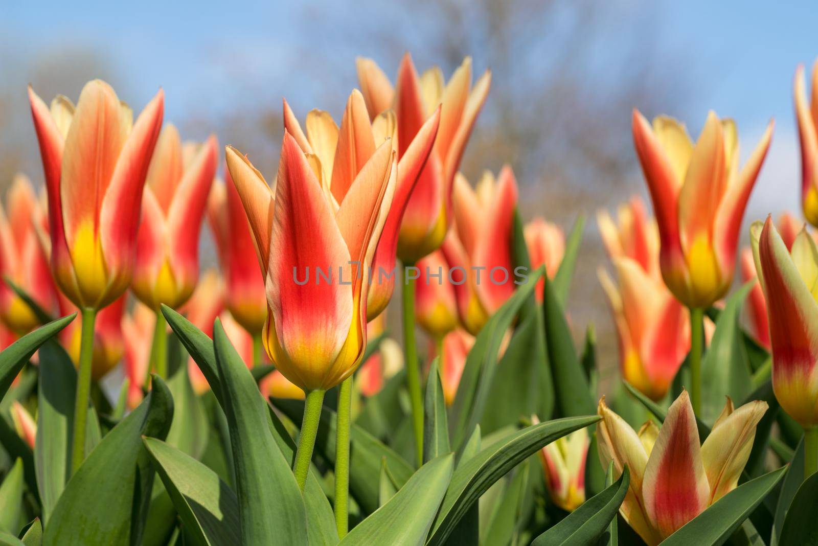 Close-up of red and yellow tulips with other tulips in the background on a sunny day full frame