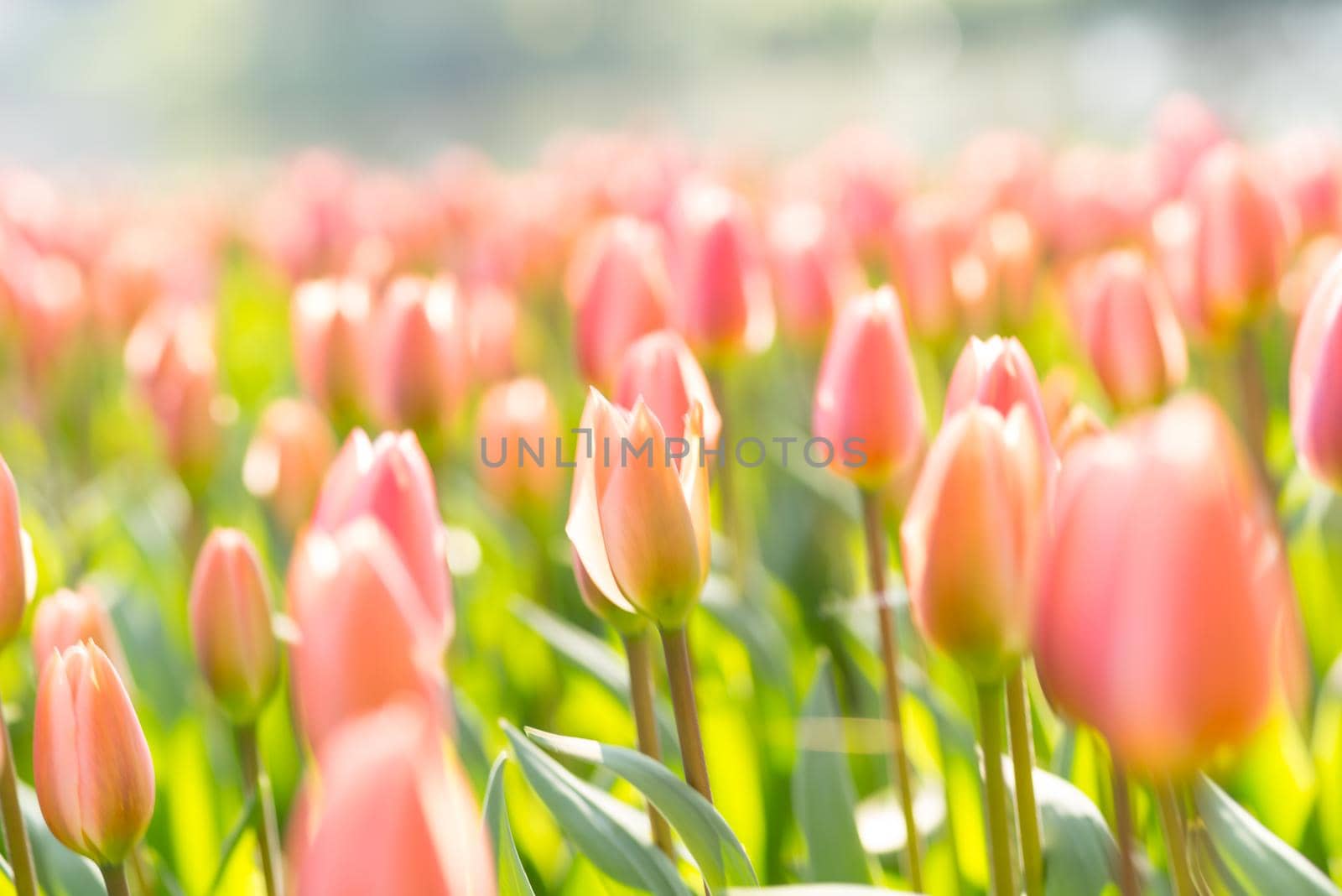 Field of soft pink tulips in an early summer sun with copy space