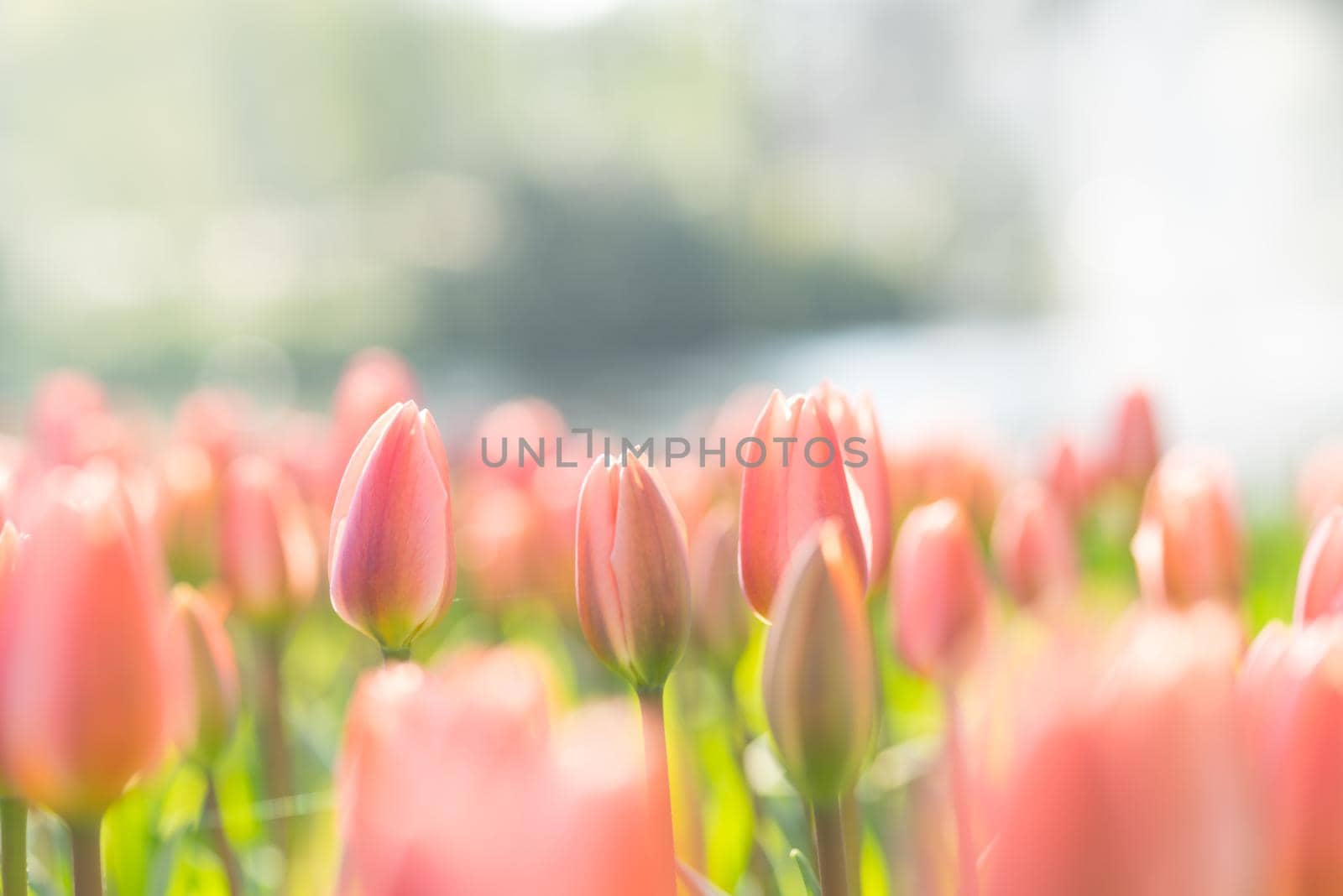 Field of soft pink tulips in an early summer sun with copy space