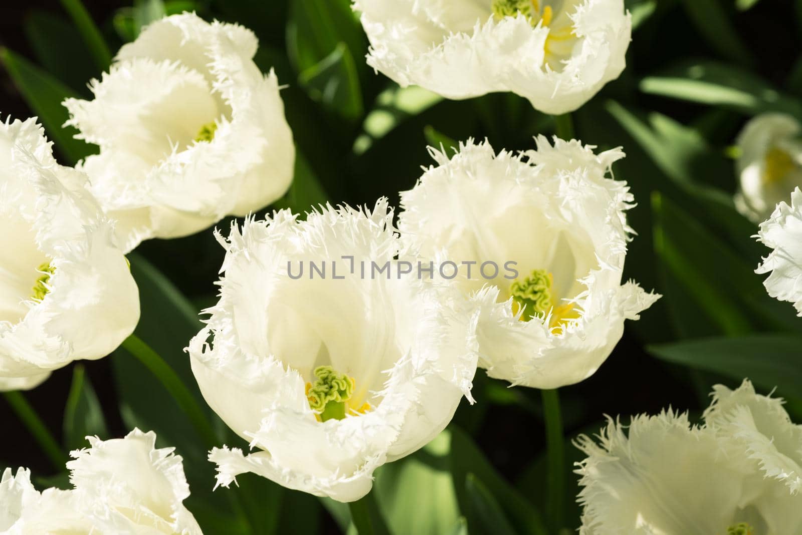 Top view of a field of white tulips in the sunlight