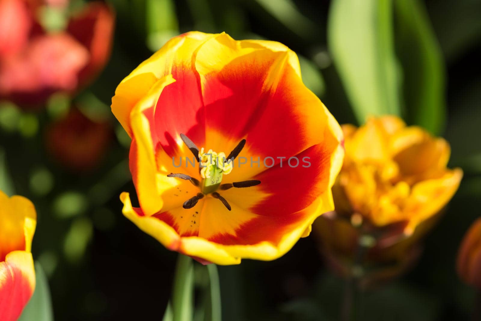 Close-up of a red and yellow tulip seen from above with stamen and pistils visible with other tulips in the background on a sunny day