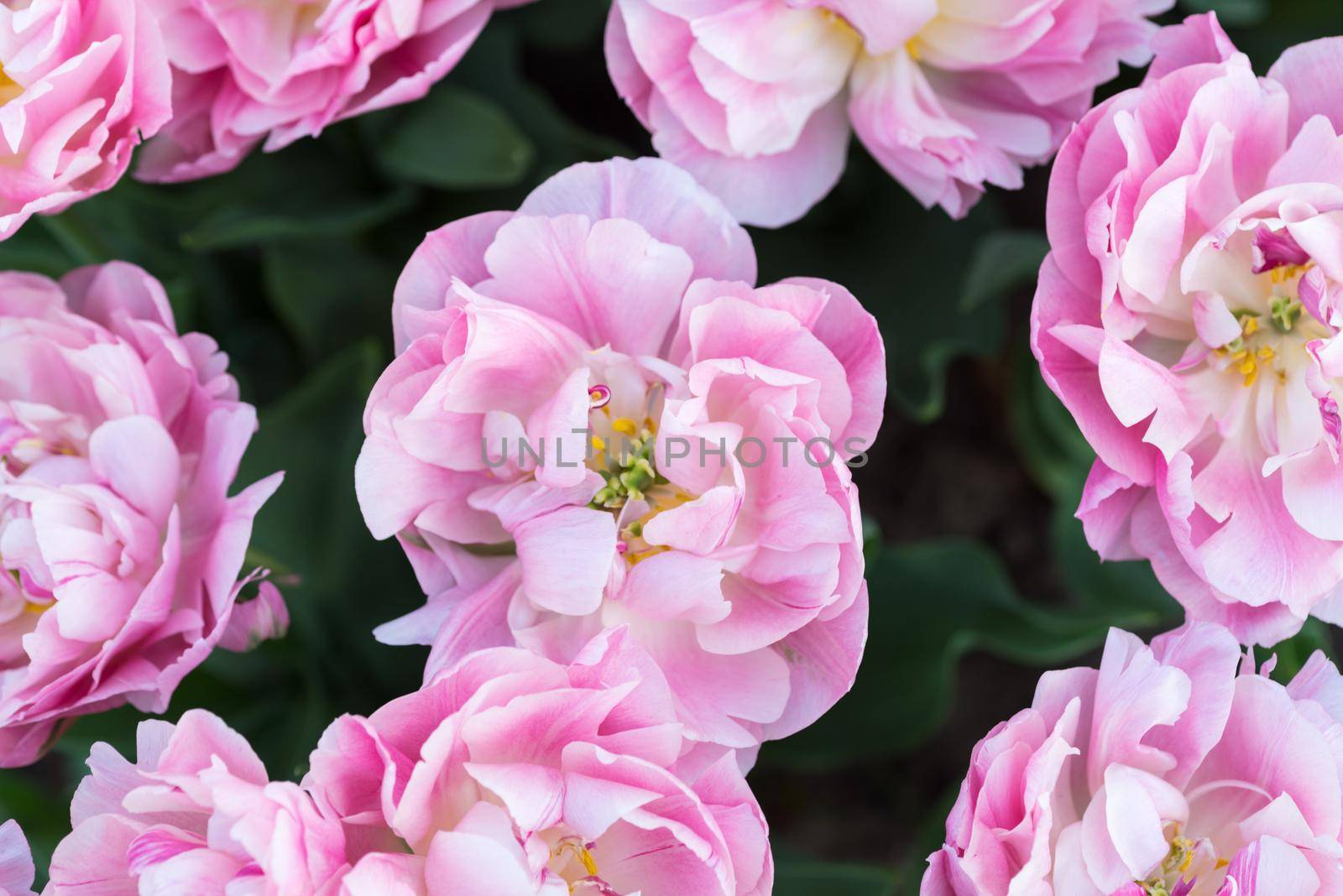 Top view of a field of pink hybrid tulips on a sunny day