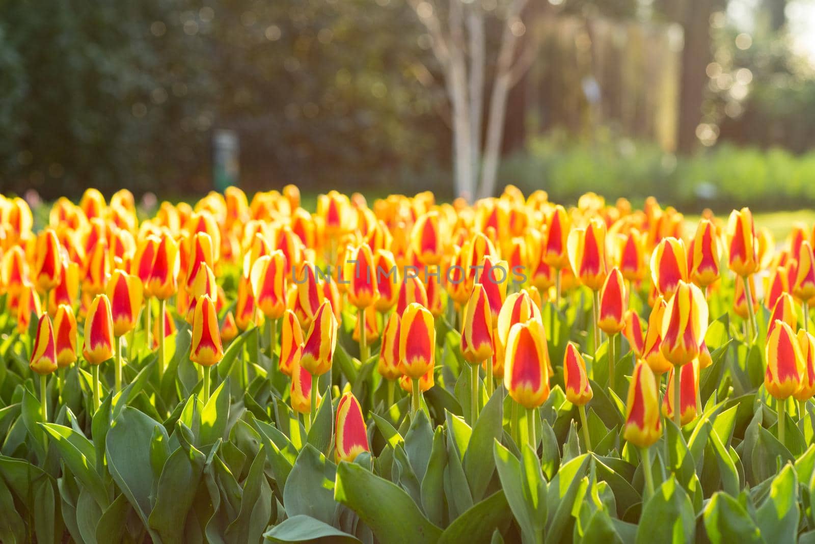 Field of yellow and red tulips on a sunny spring day with sunlight shining through the leafs by LeoniekvanderVliet