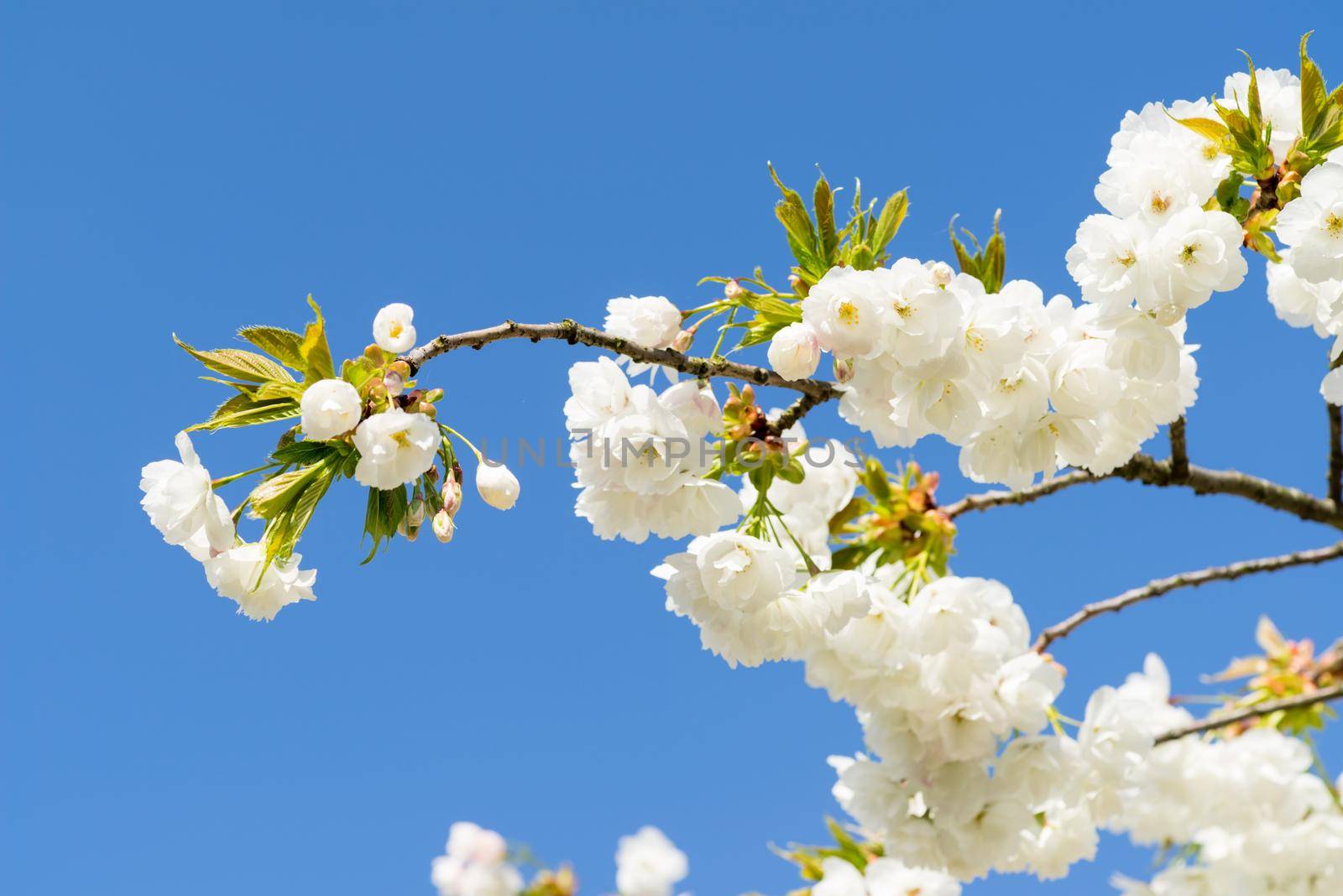 Cherryblossom in spring in the sun against a clear blue sky by LeoniekvanderVliet