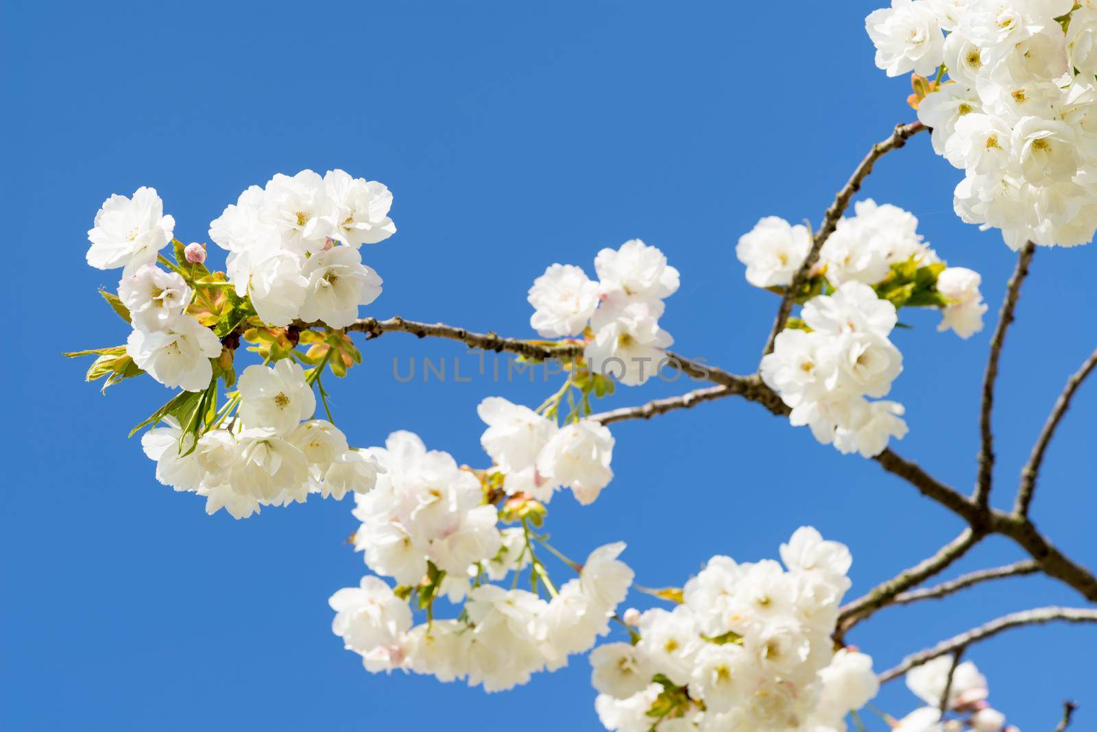 Cherryblossom in spring in the sun against a clear blue sky