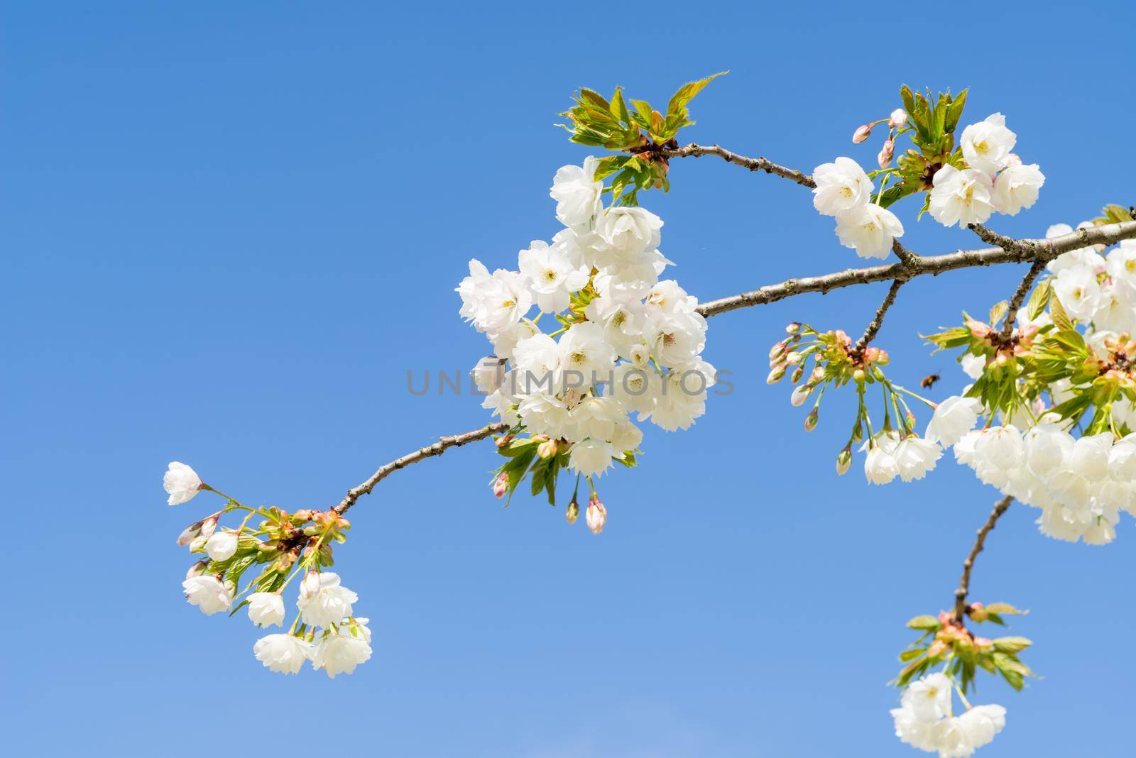 Cherryblossom in spring in the sun against a clear blue sky by LeoniekvanderVliet