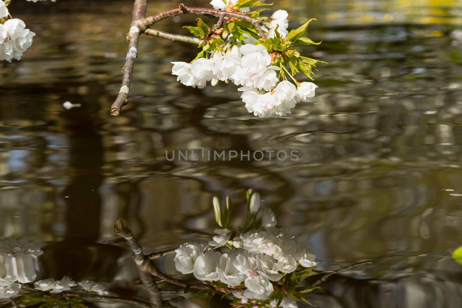 Branches with cherry blossom hanging over a brook in the spring by LeoniekvanderVliet