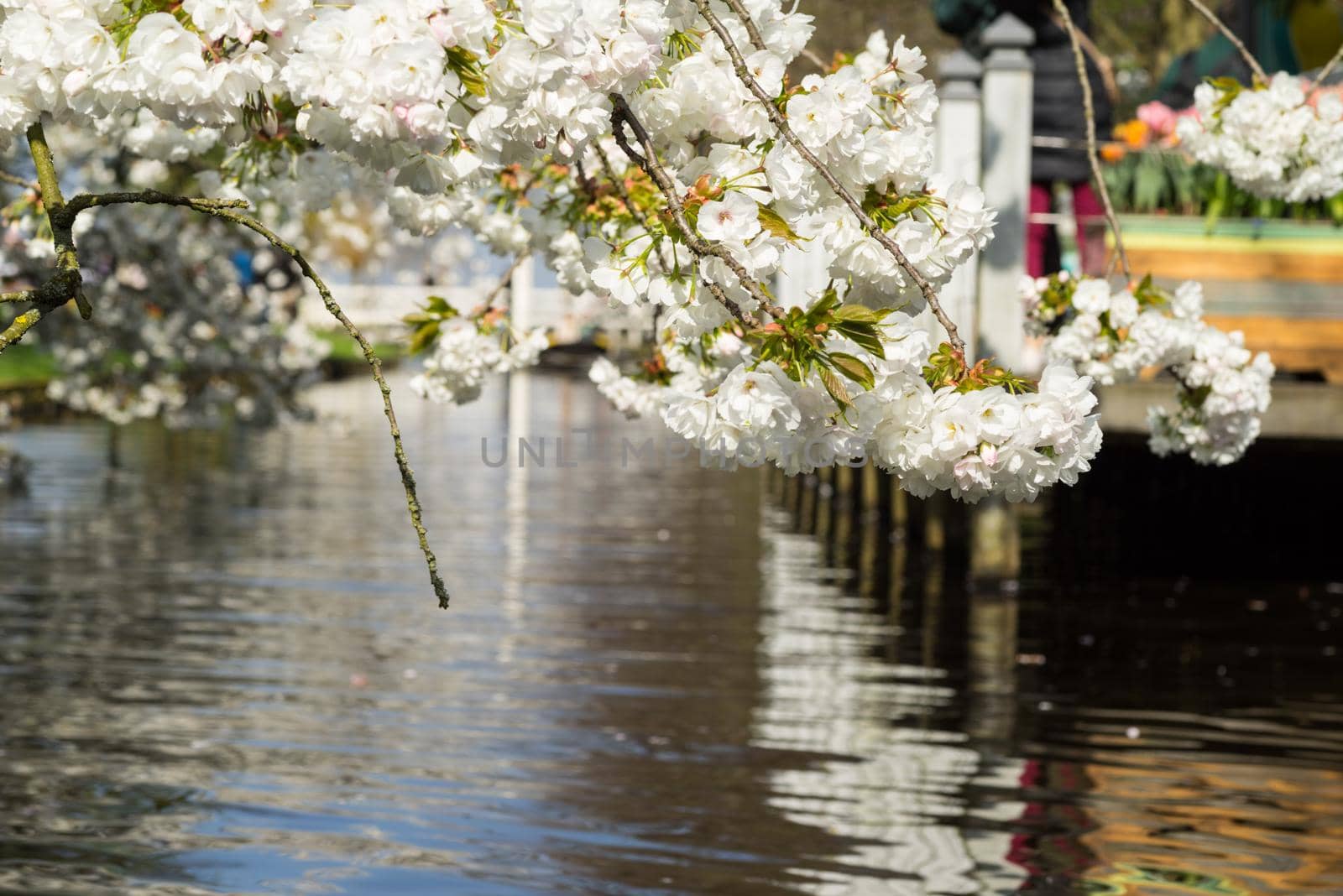 Branches with cherry blossom hanging over a brook in the spring by LeoniekvanderVliet