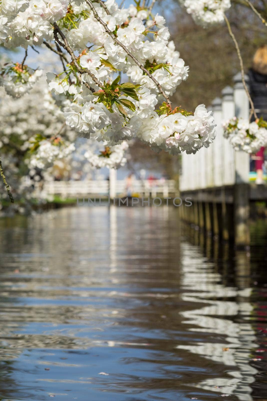 Branches with cherry blossom hanging over a brook in the spring