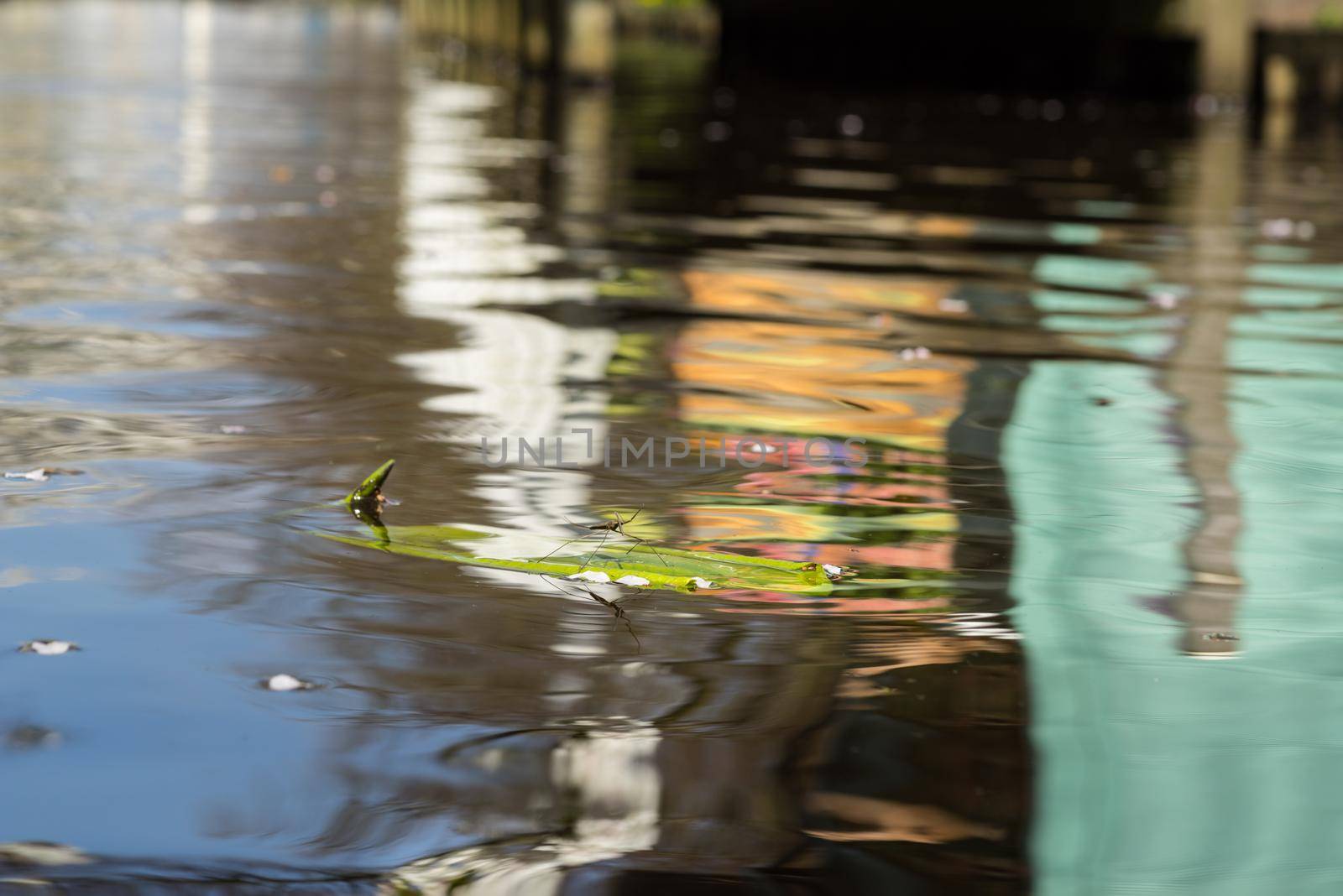 Walking stick, Diapheromera femorata, Phasmatodea, floating on a leaf in a pond by LeoniekvanderVliet