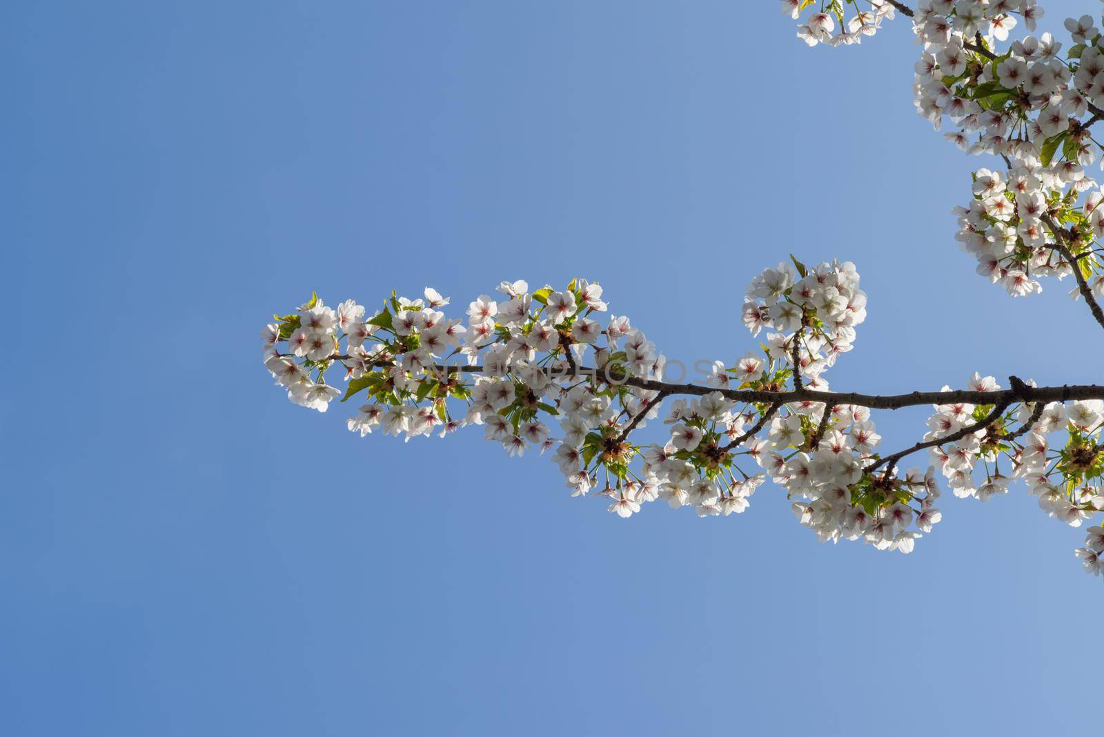 Cherryblossom in spring in the sun against a clear blue sky by LeoniekvanderVliet