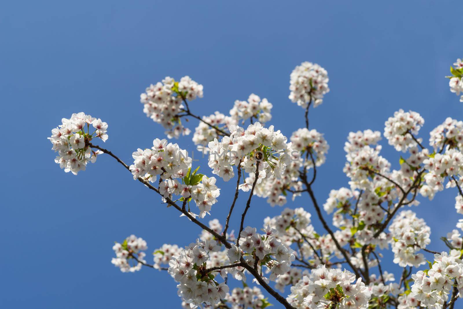 Cherryblossom in spring in the sun against a clear blue sky by LeoniekvanderVliet