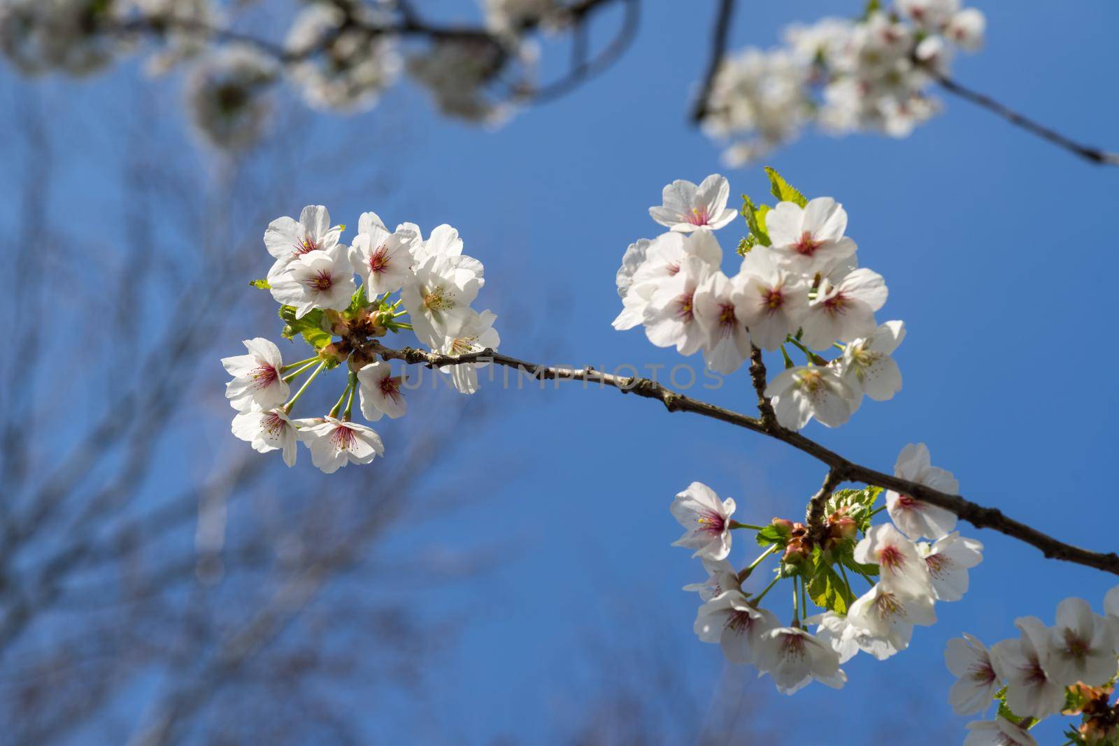 Cherryblossom in spring in the sun against a clear blue sky