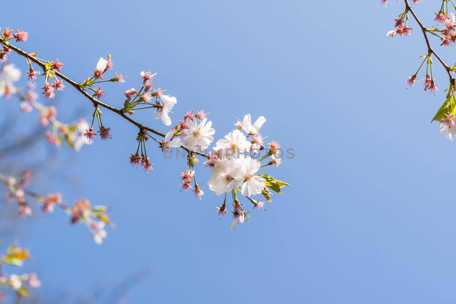 Cherryblossom in spring in the sun against a clear blue sky by LeoniekvanderVliet