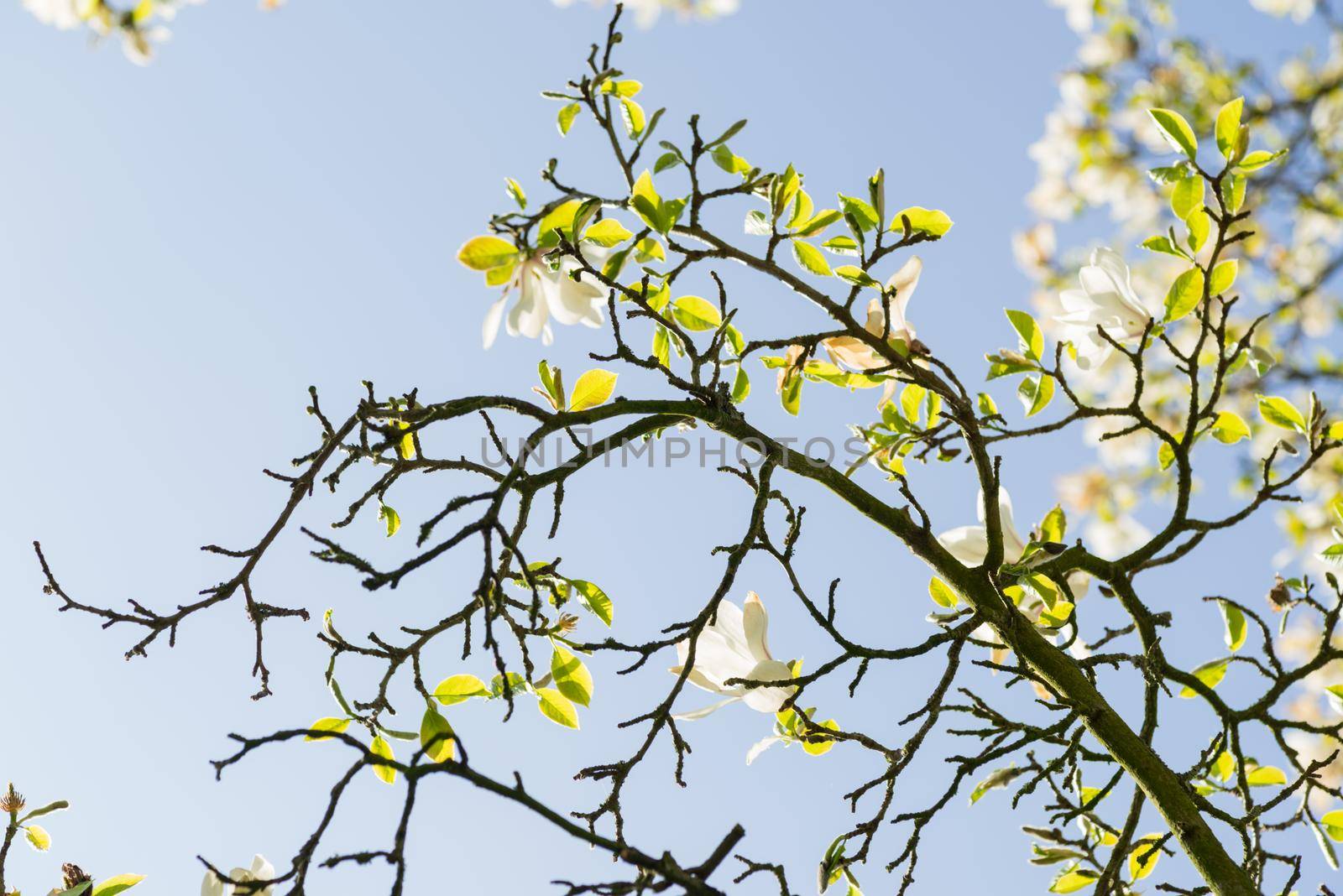 Magnolia flowers blossoming in spring in the sun against a clear blue sky