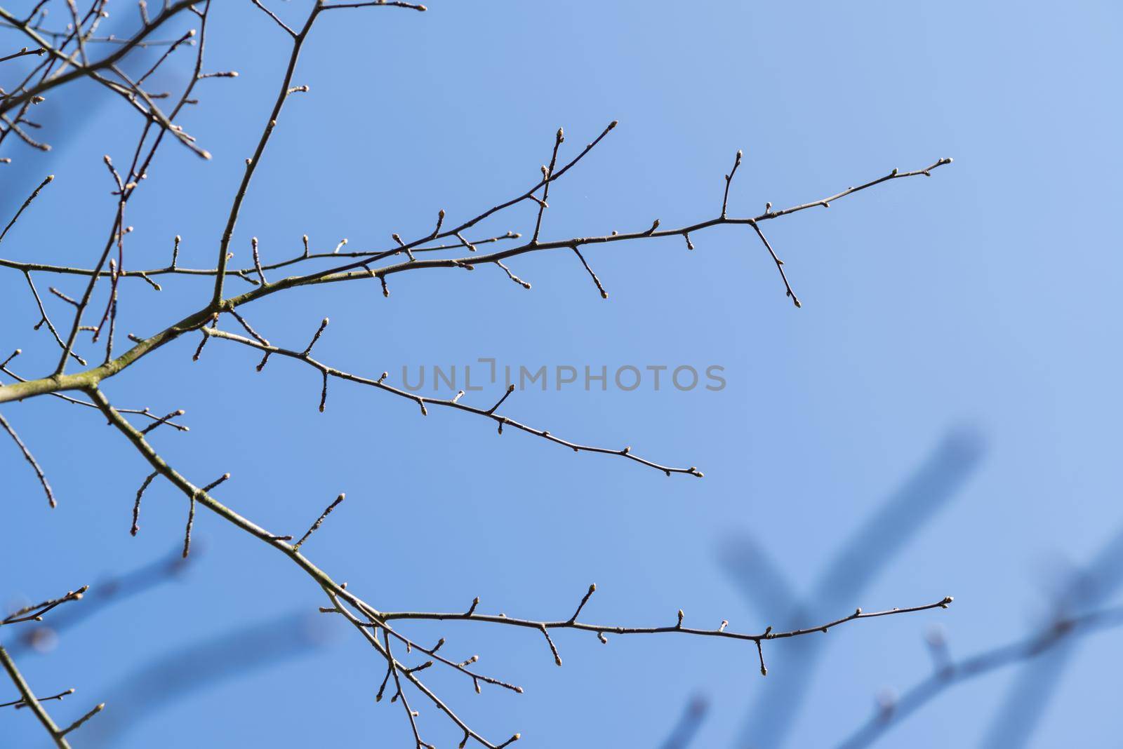 Bare banches with buds against a clear blue sky in early spring