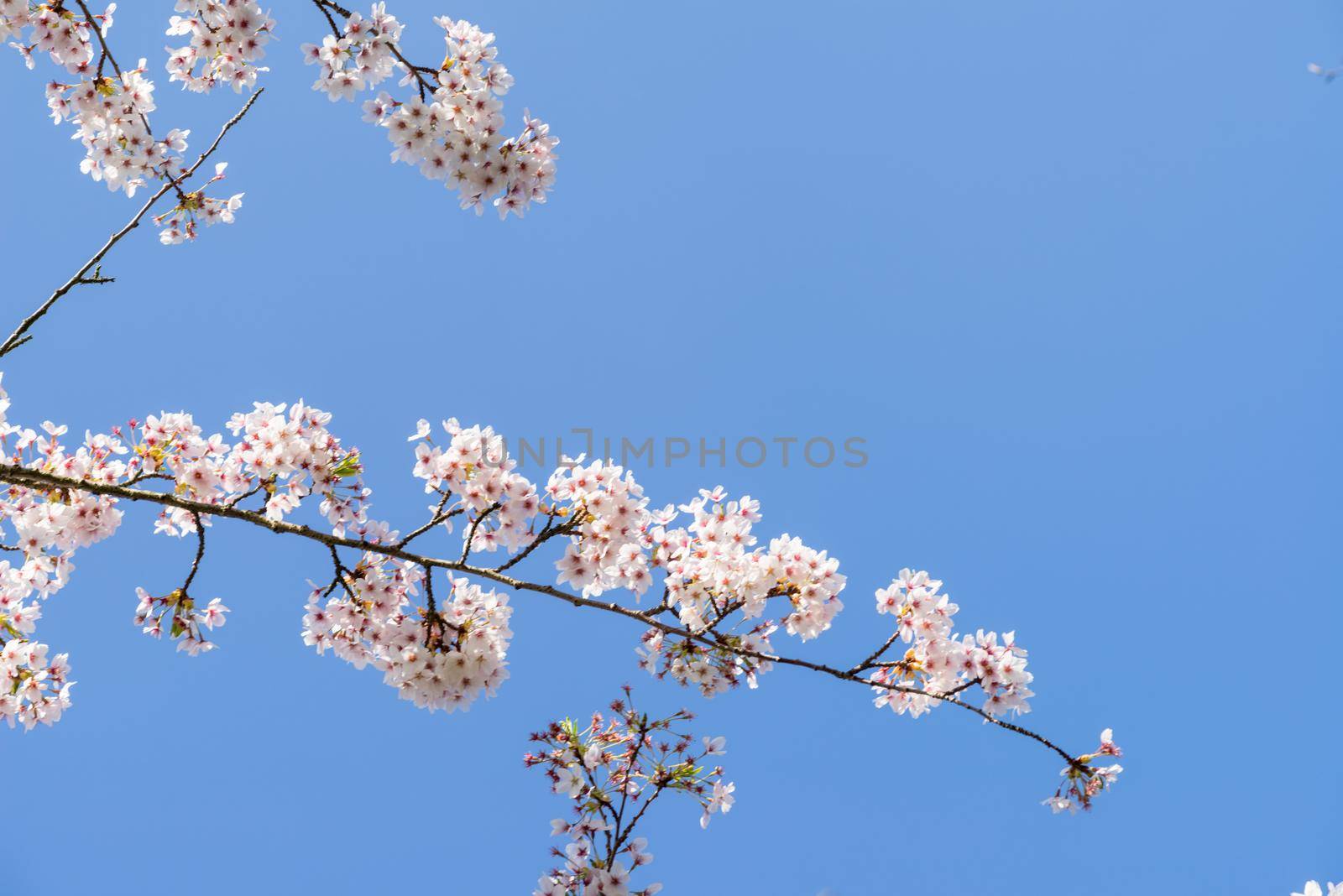 Cherryblossom in spring in the sun against a clear blue sky by LeoniekvanderVliet