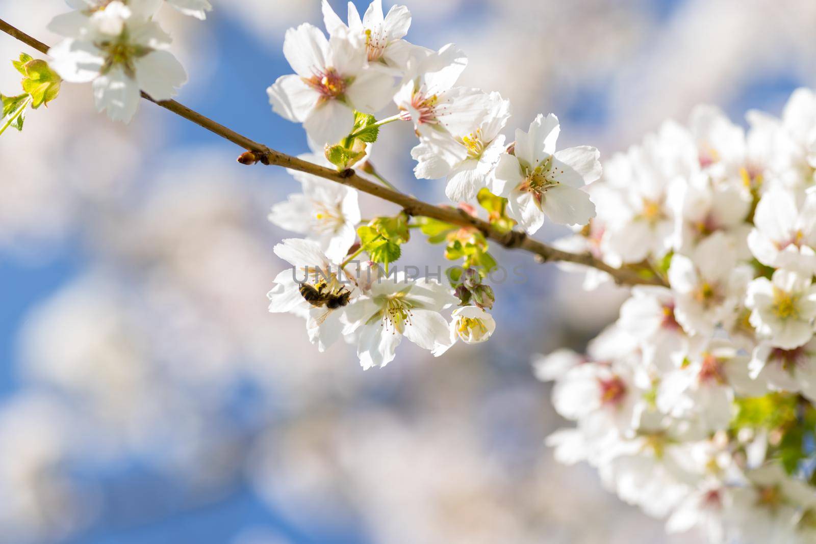 Cherryblossom in spring in the sun against a clear blue sky by LeoniekvanderVliet