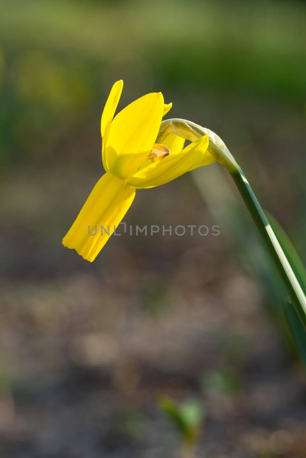 Yellow trumpet daffodil in the sunshine in the garden by LeoniekvanderVliet