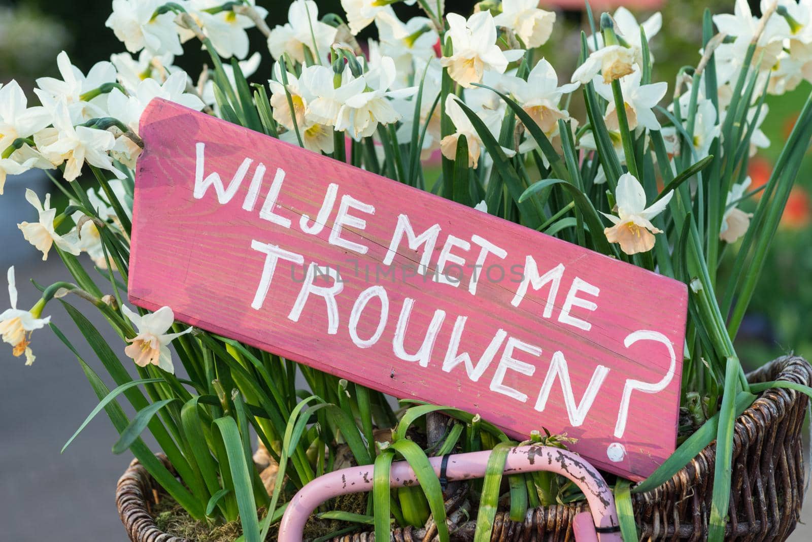 Pink sign in a basket of daffodils saying 'Will you marry me?' in Dutch 'Wil je met me trouwen?'