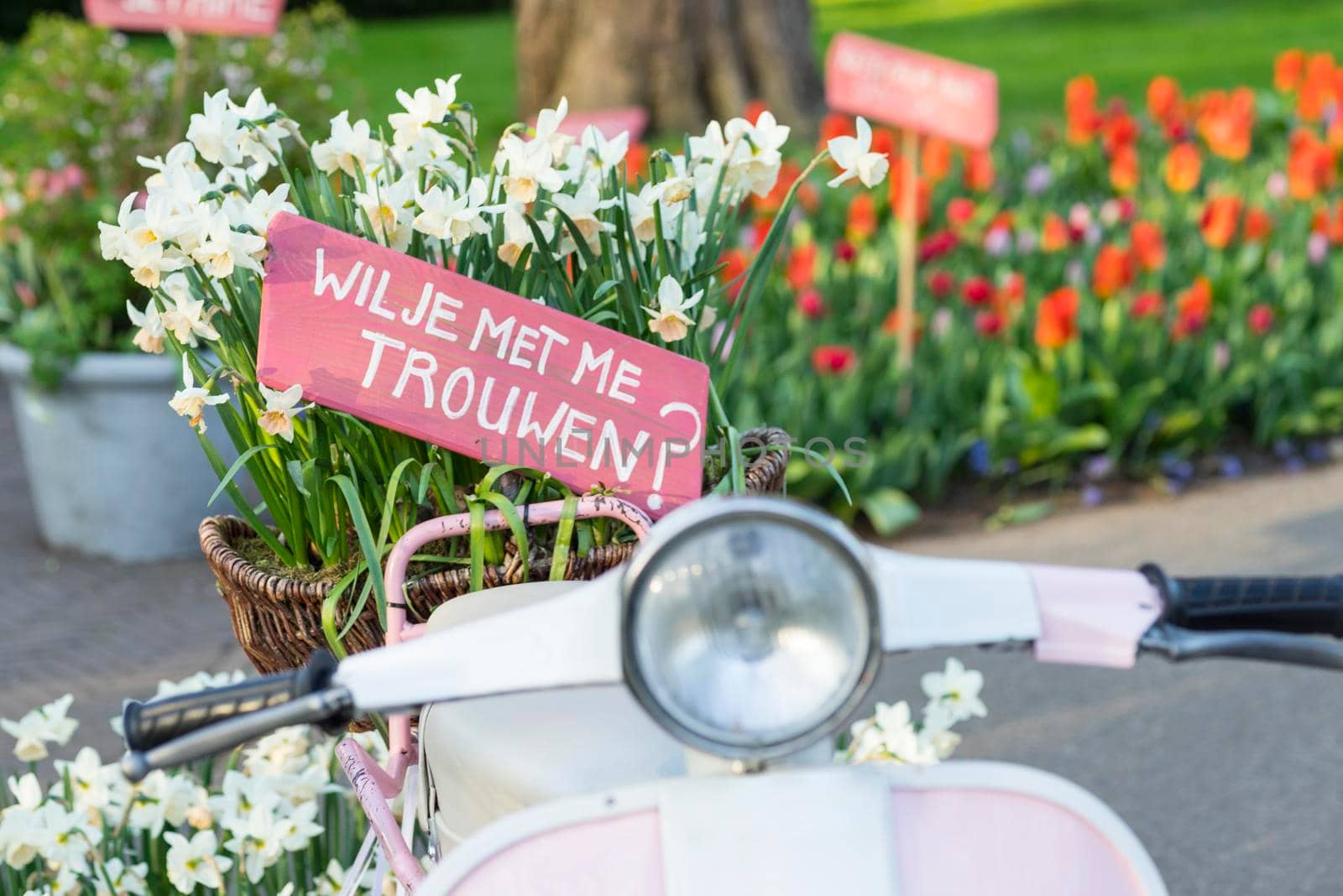 Pink sign in a basket of daffodils on a scooter saying 'Will you marry me?' in Dutch 'Wil je met me trouwen?' by LeoniekvanderVliet