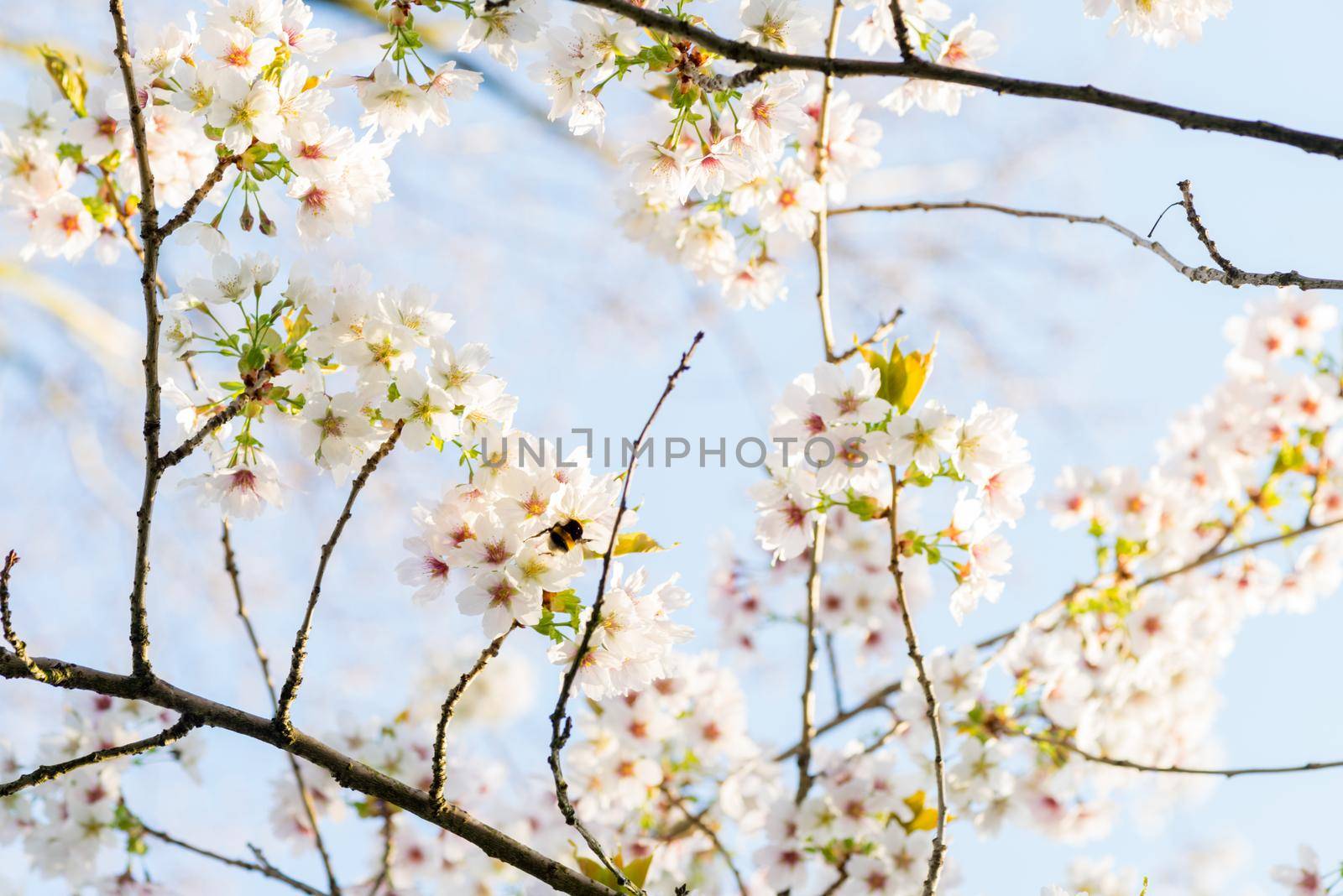 Cherryblossom in spring in the sun against a clear blue sky by LeoniekvanderVliet