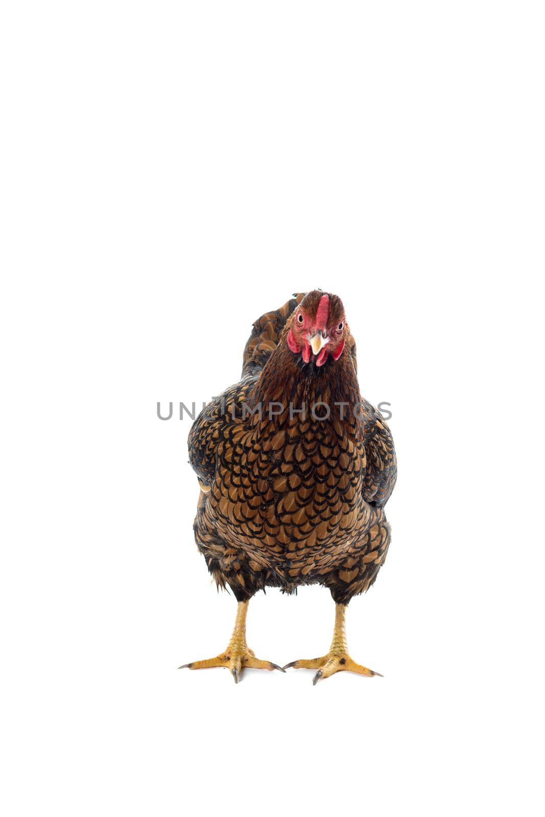 Wyandotte bantam Chicken golden laced in white background