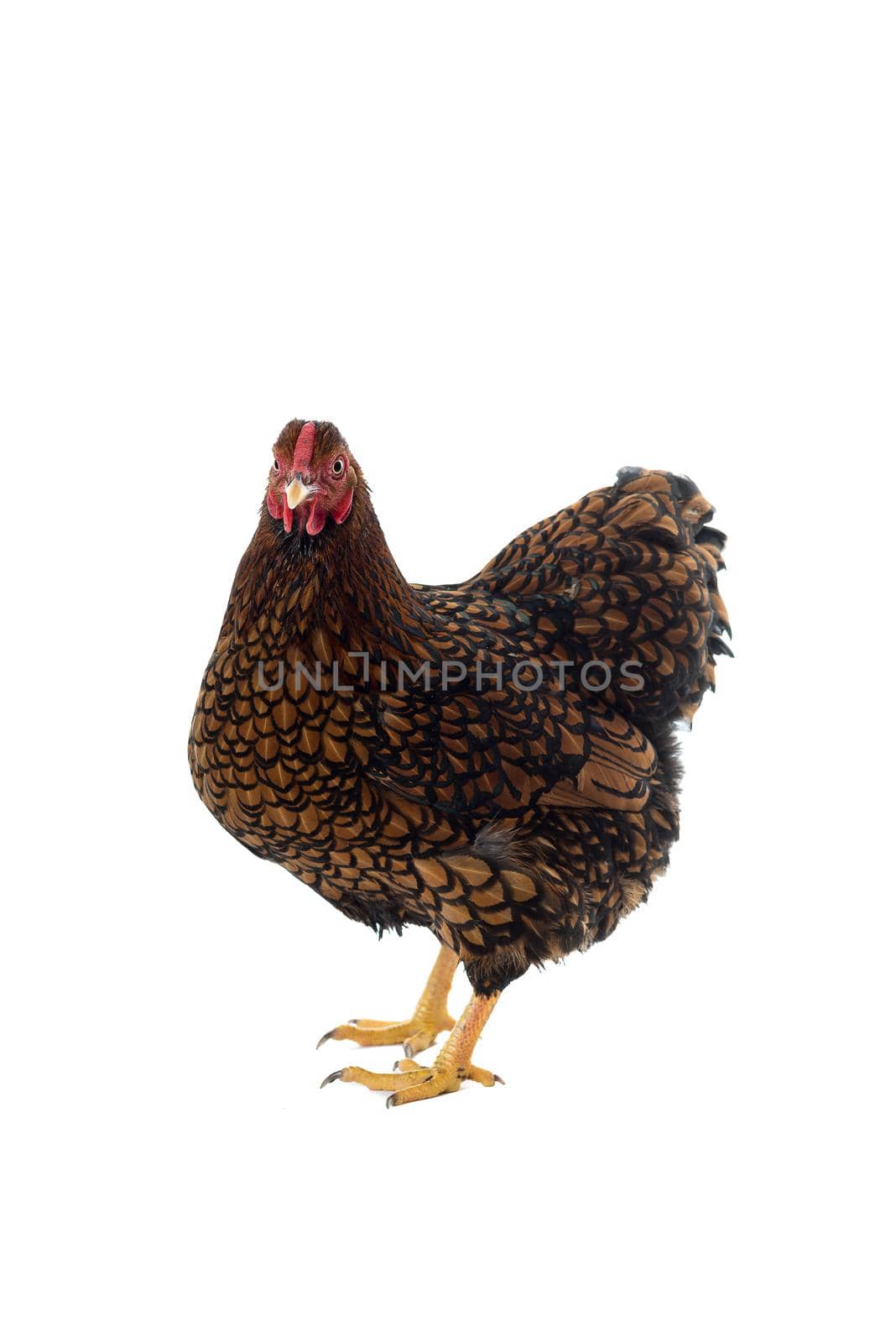 Wyandotte bantam Chicken golden laced in white background by LeoniekvanderVliet