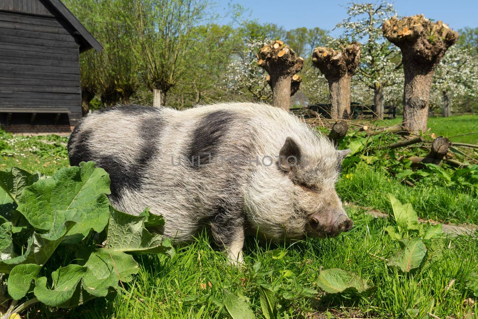 Pot-bellied Pig walking in the grass on a farm