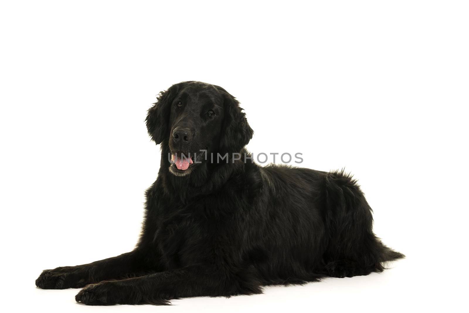 Black flatcoated retriever dog studio shot full body by LeoniekvanderVliet